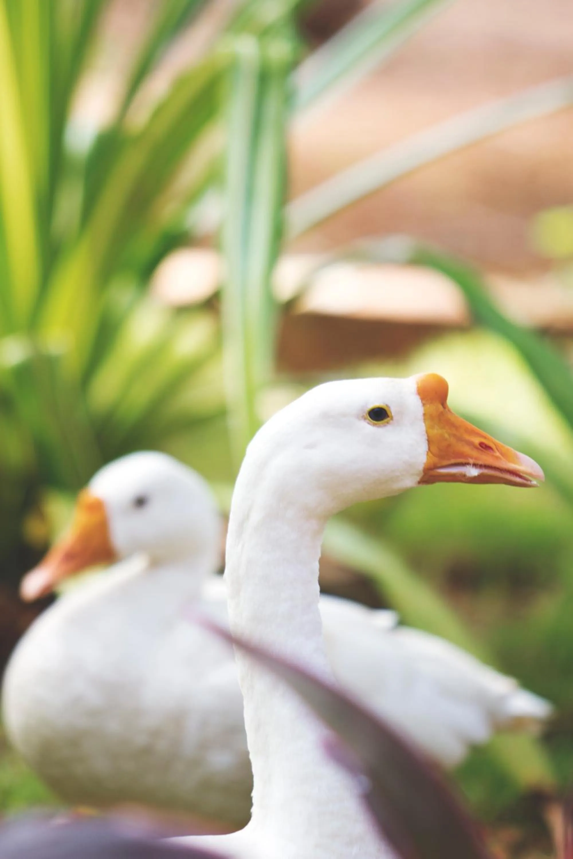 Other in Paradise Lagoon