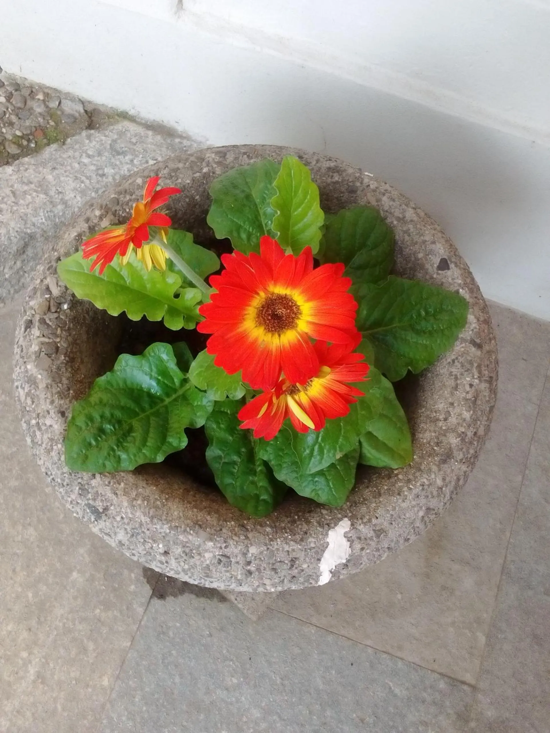 Garden in Casa Lari Stresa