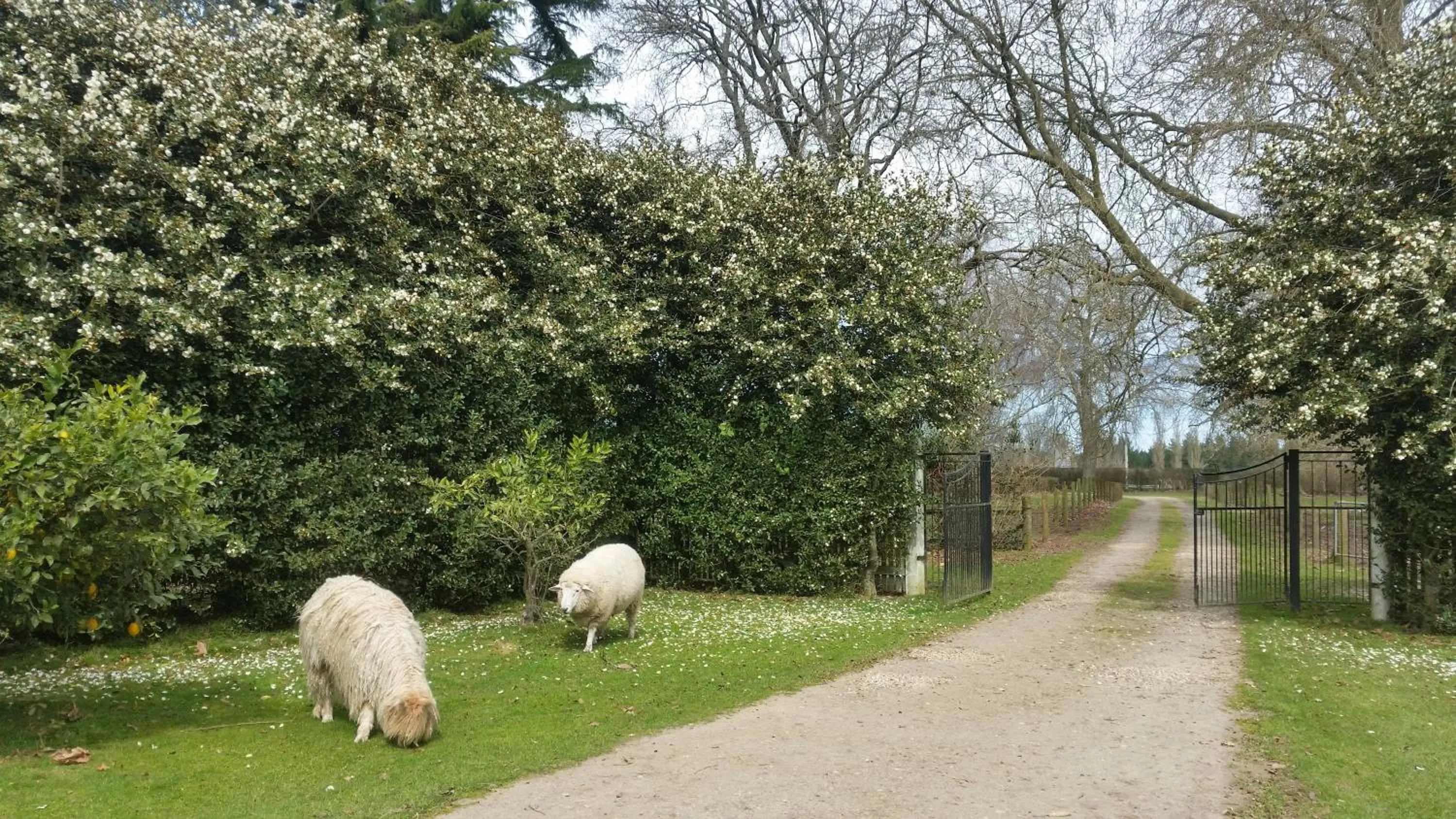 Garden in Homestead B&B Cambridge