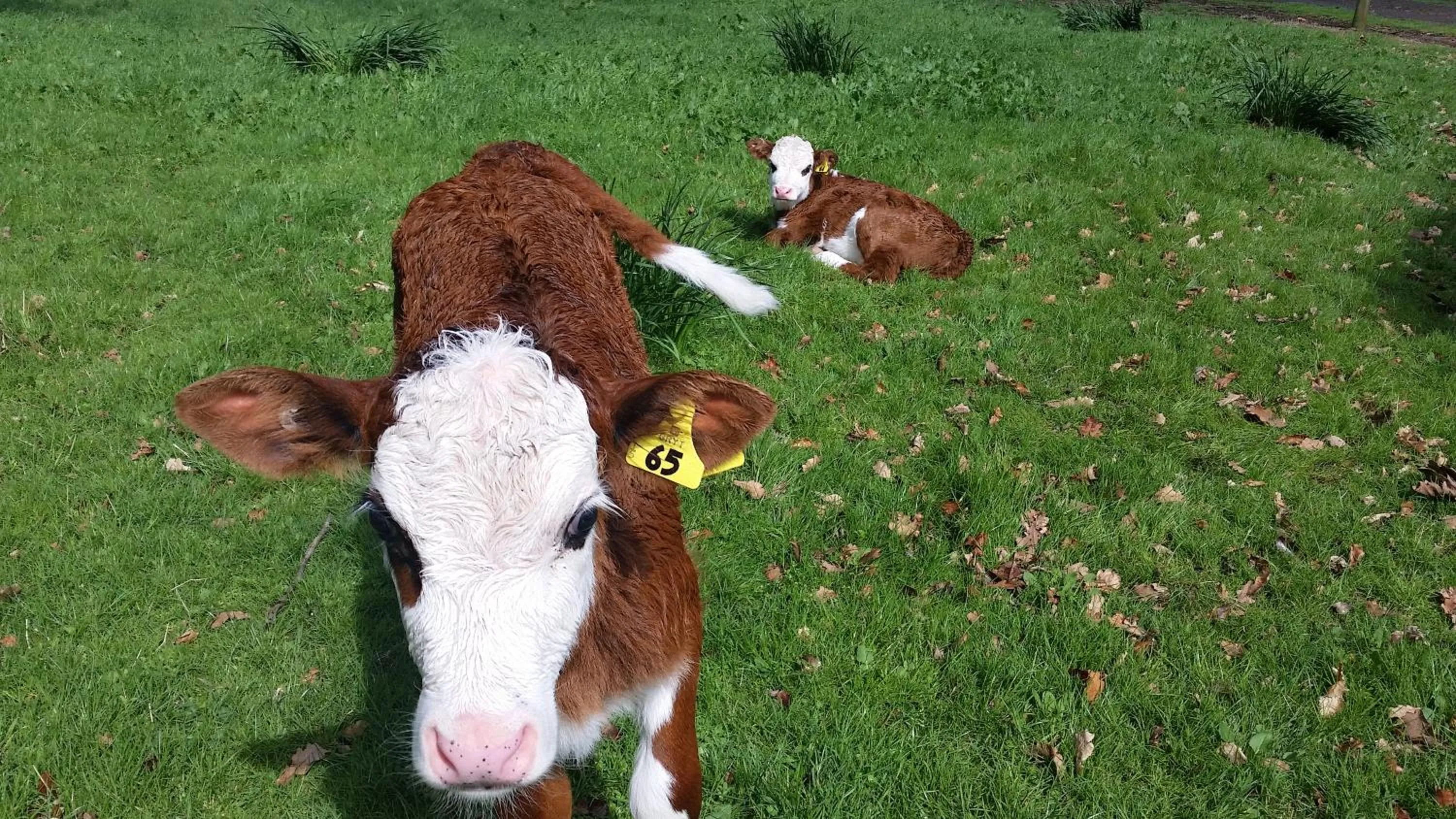 Homestead B&B Cambridge