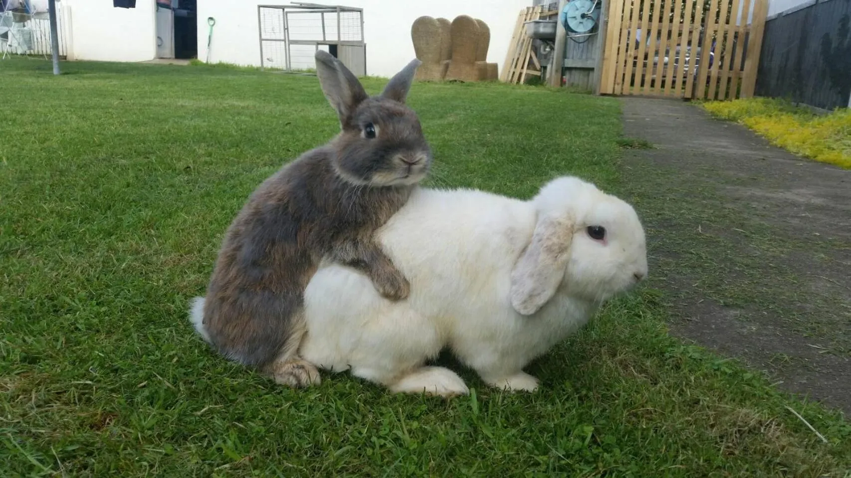 Animals in Homestead B&B Cambridge