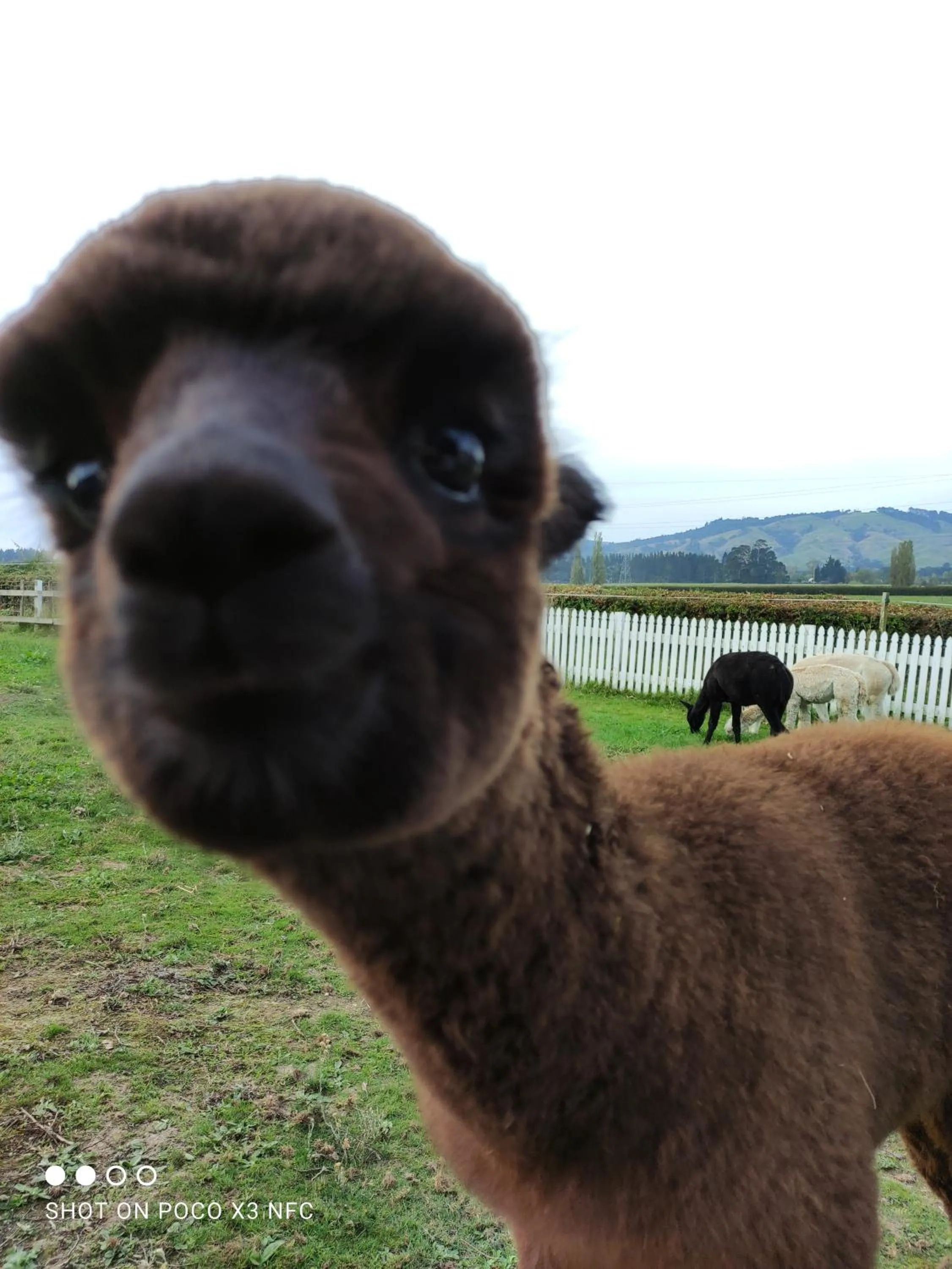 Garden in Homestead B&B Cambridge