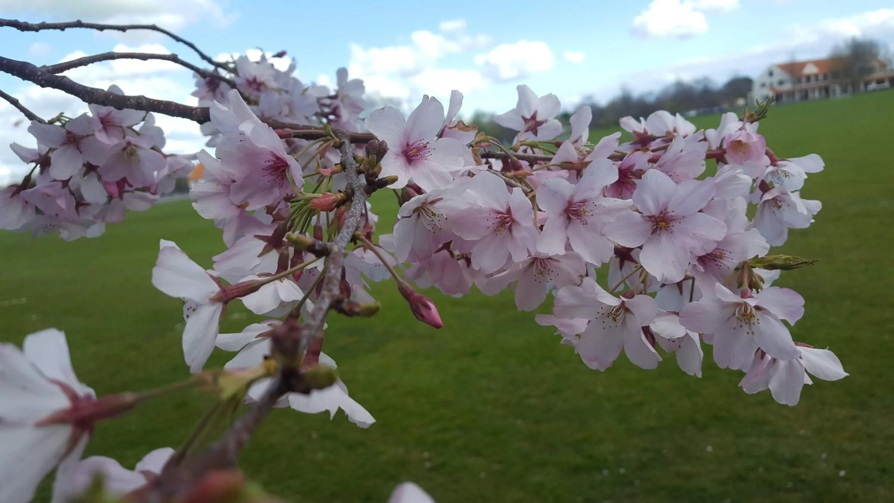 Garden in Homestead B&B Cambridge