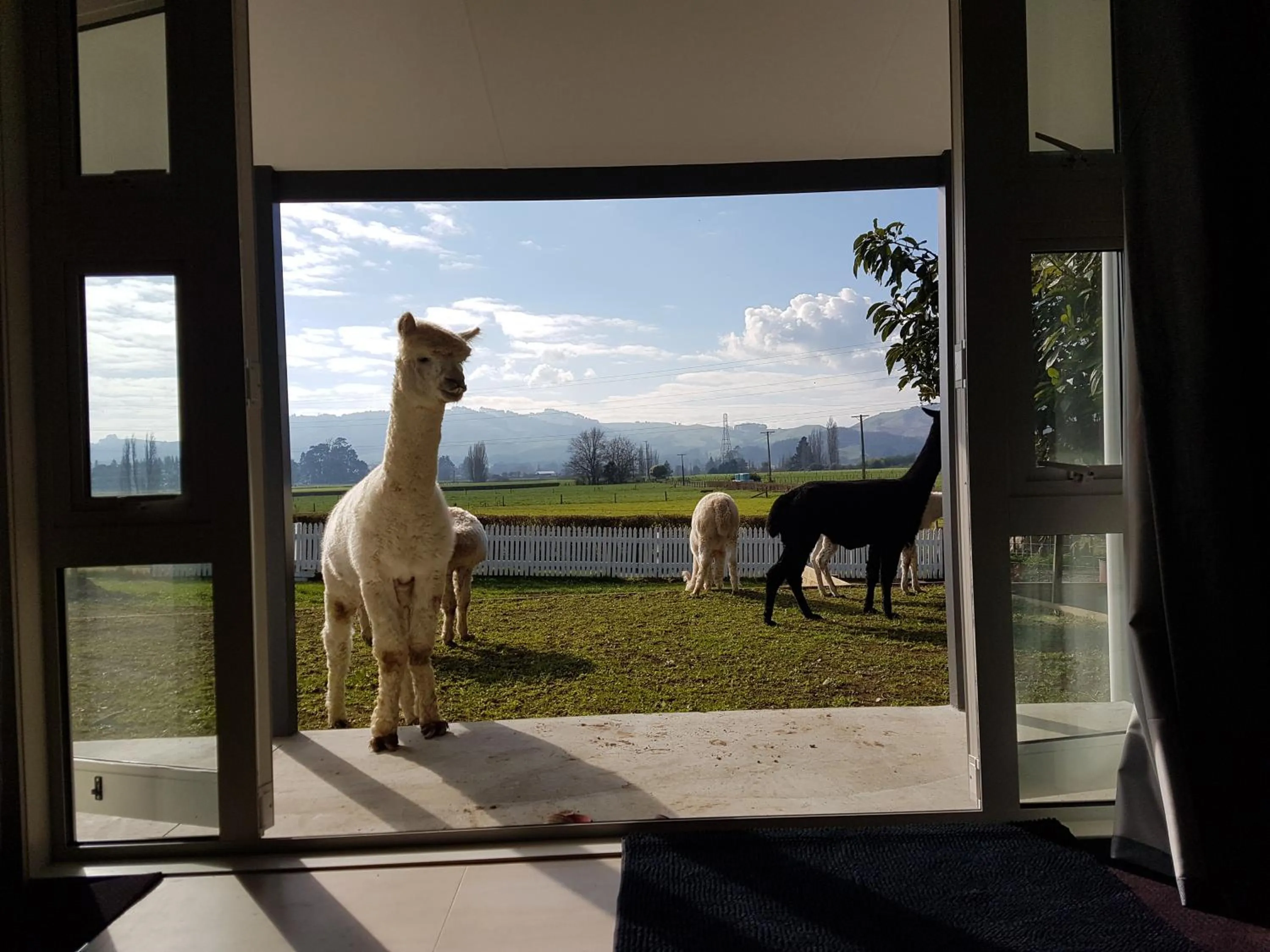 Animals in Homestead B&B Cambridge