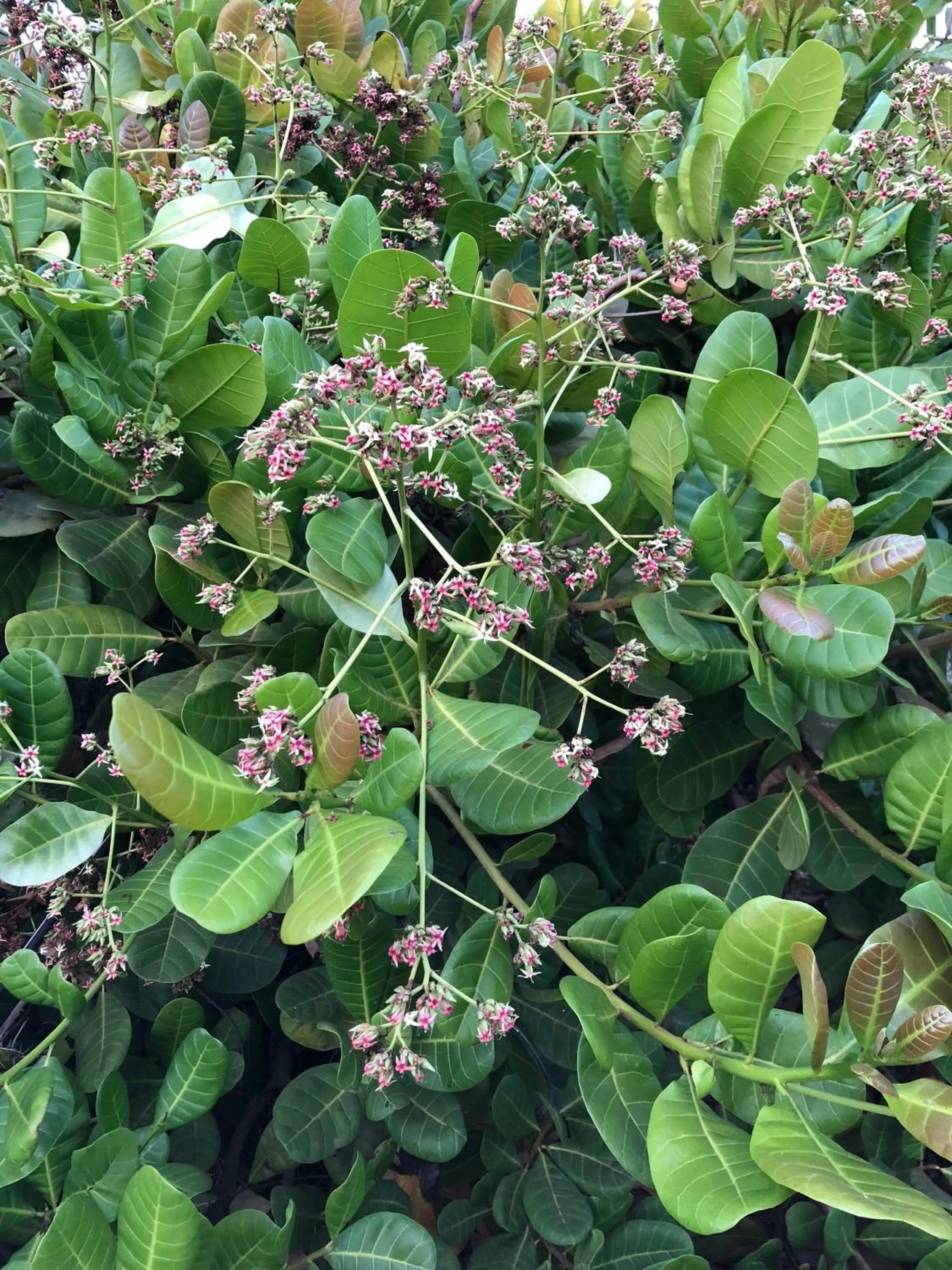 Natural landscape in Peravel Beach Holiday Home
