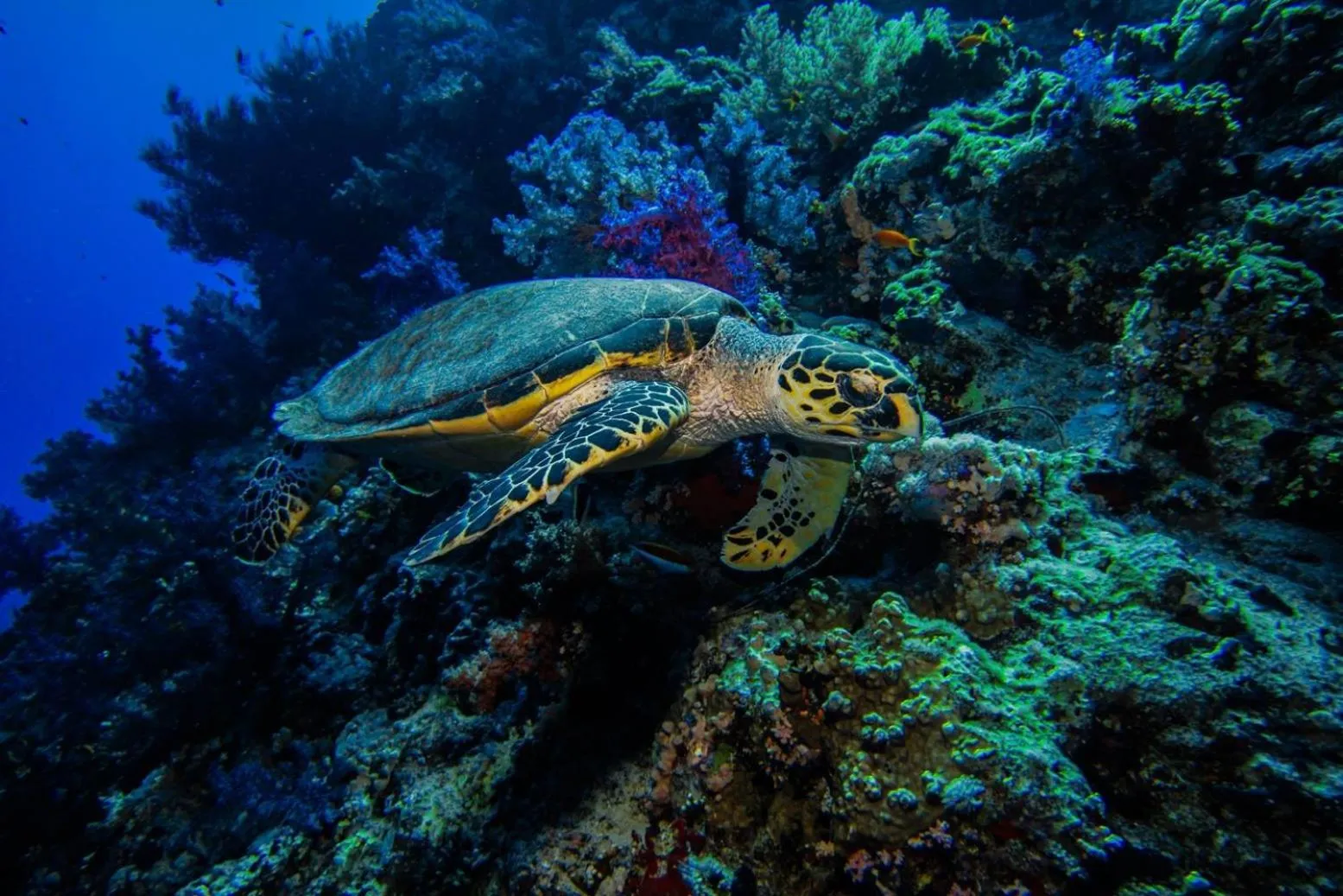 Diving in Falcon Hills Hotel