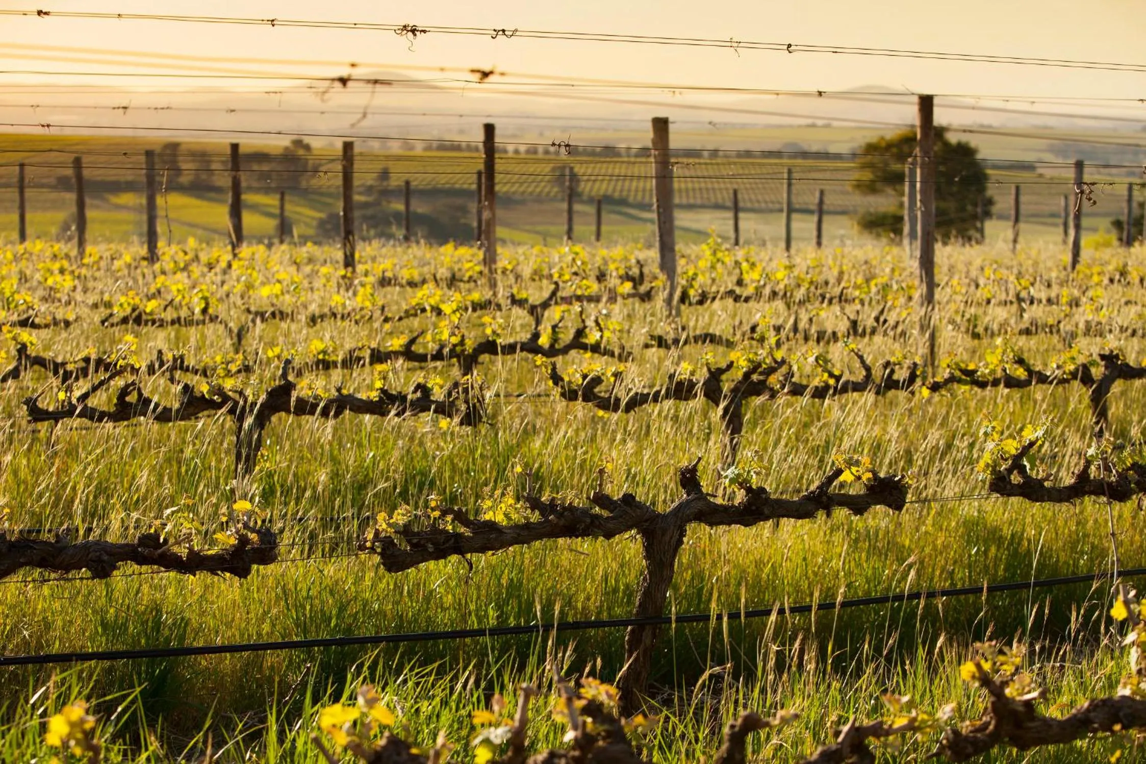 Spring in Domaine Coutelier