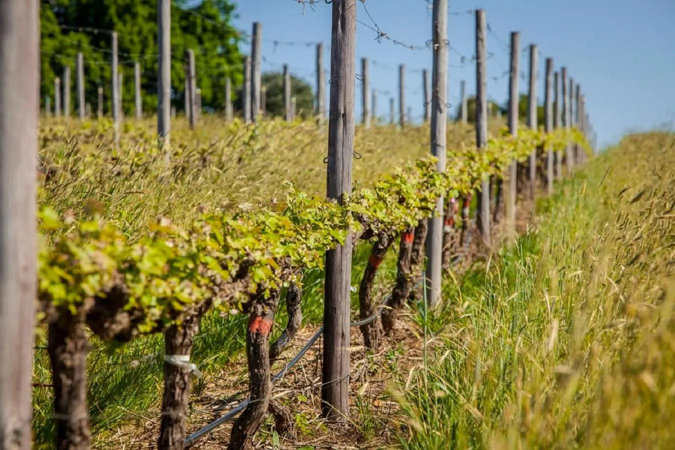 Spring in Domaine Coutelier