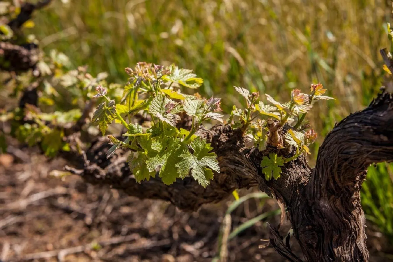 Spring in Domaine Coutelier