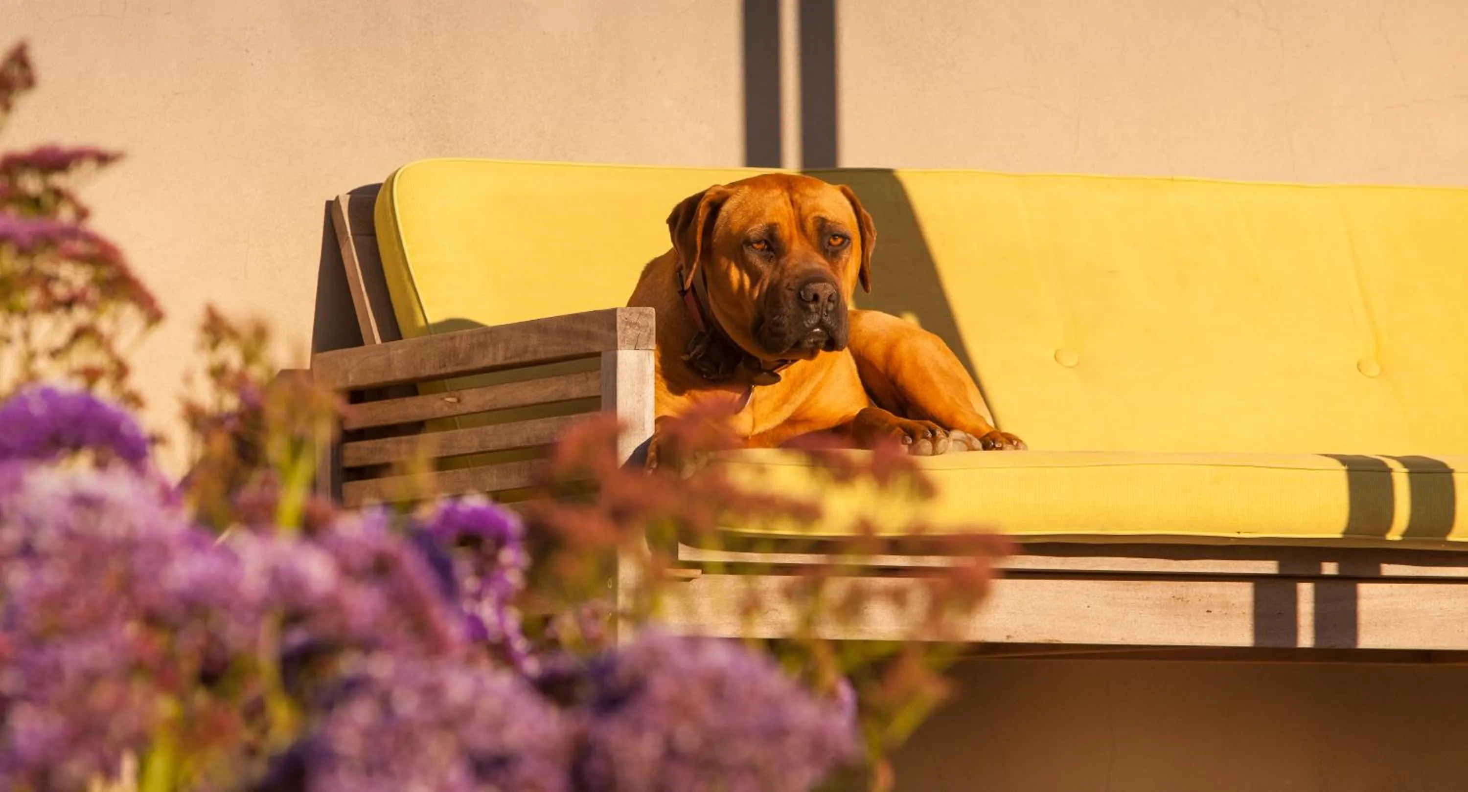 Pets in Domaine Coutelier