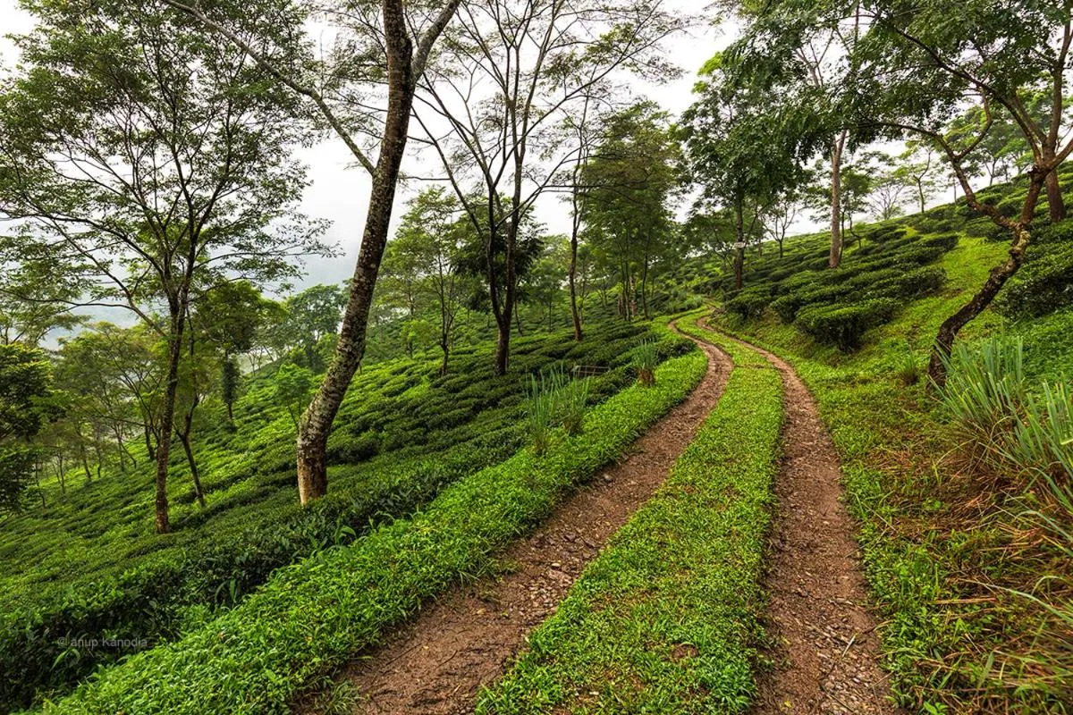 Natural landscape in Ging Tea House