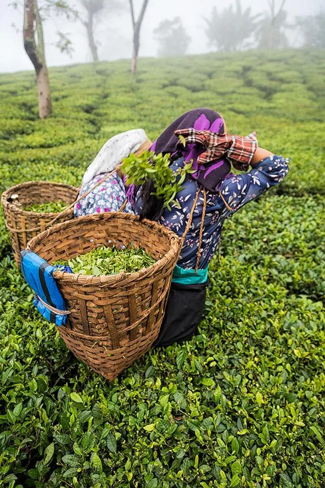 Natural landscape in Ging Tea House
