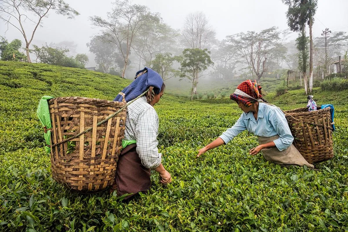 Natural landscape in Ging Tea House