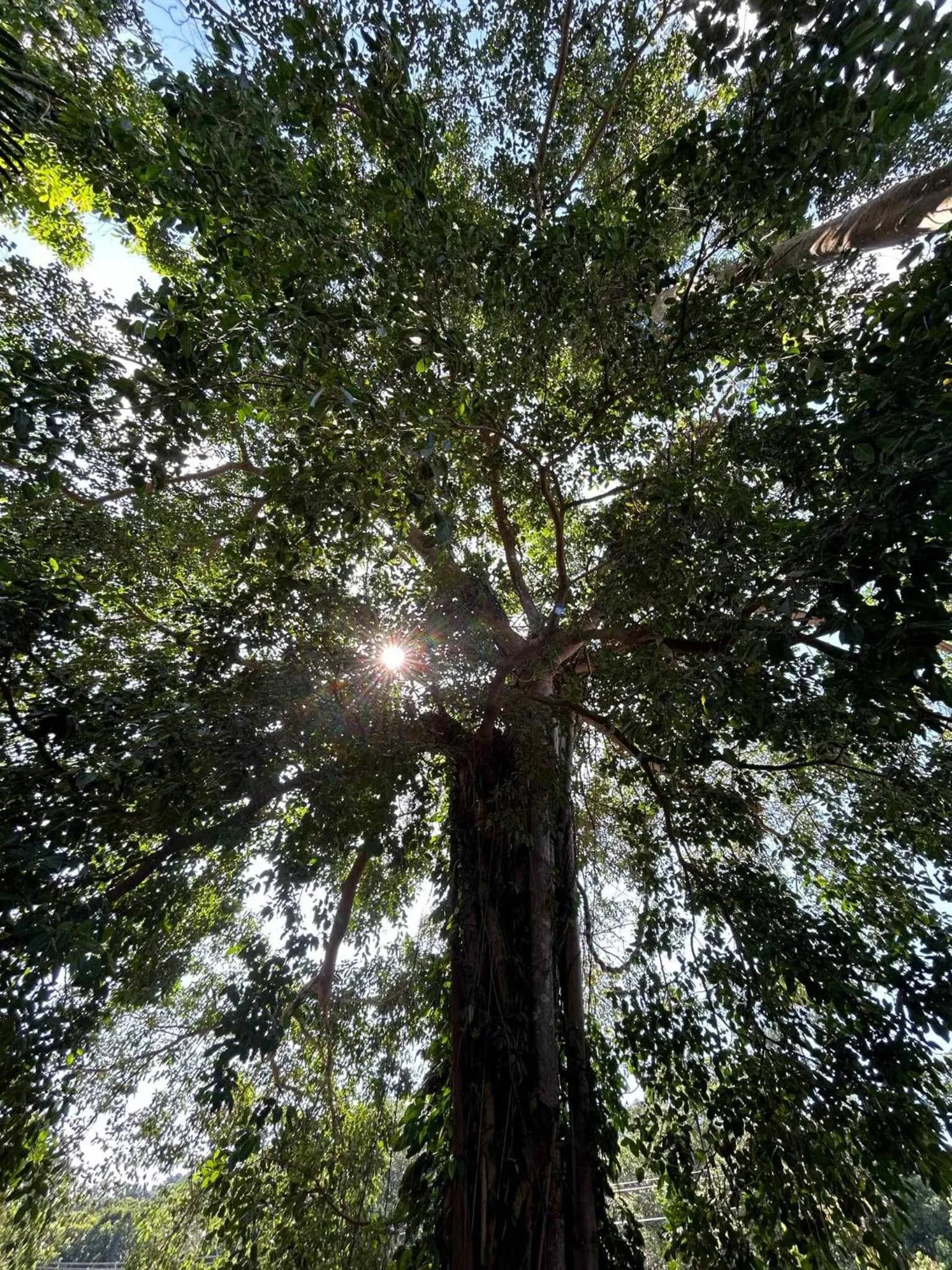 Quiet street view in Grand Tree