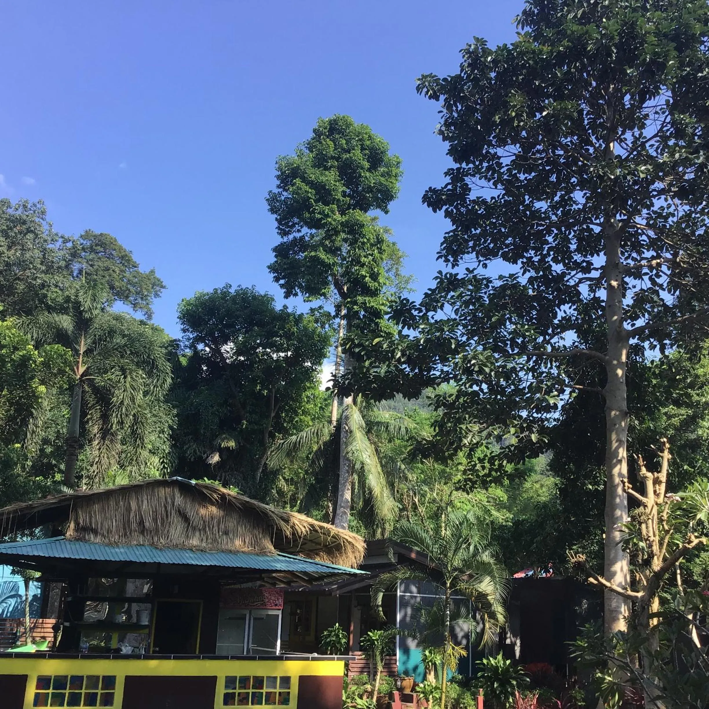 Spring in Grand Tree