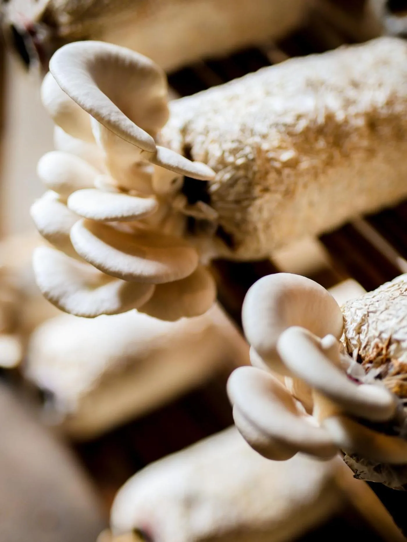 Food in Six Senses Qing Cheng Mountain