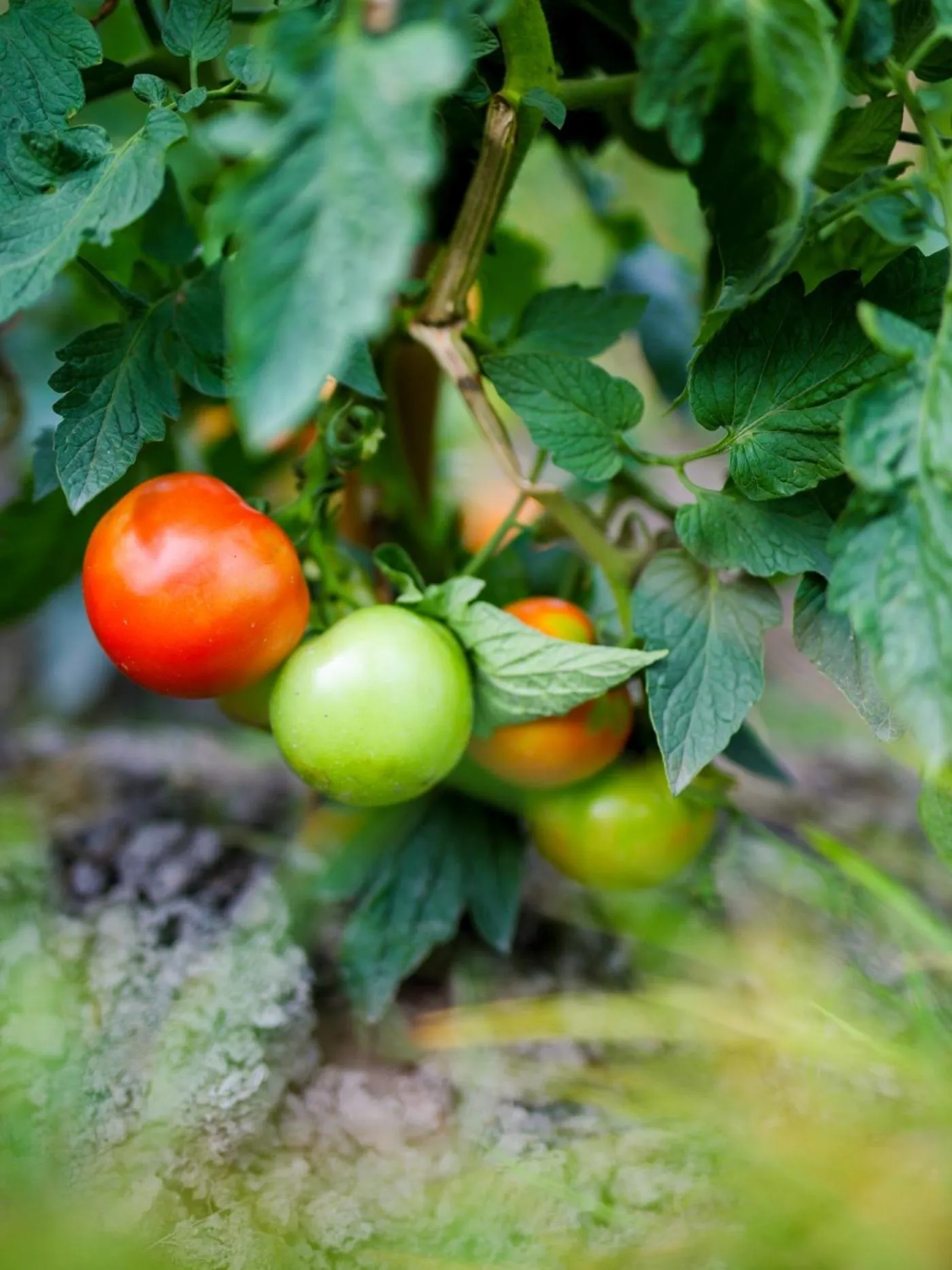 Food in Six Senses Qing Cheng Mountain