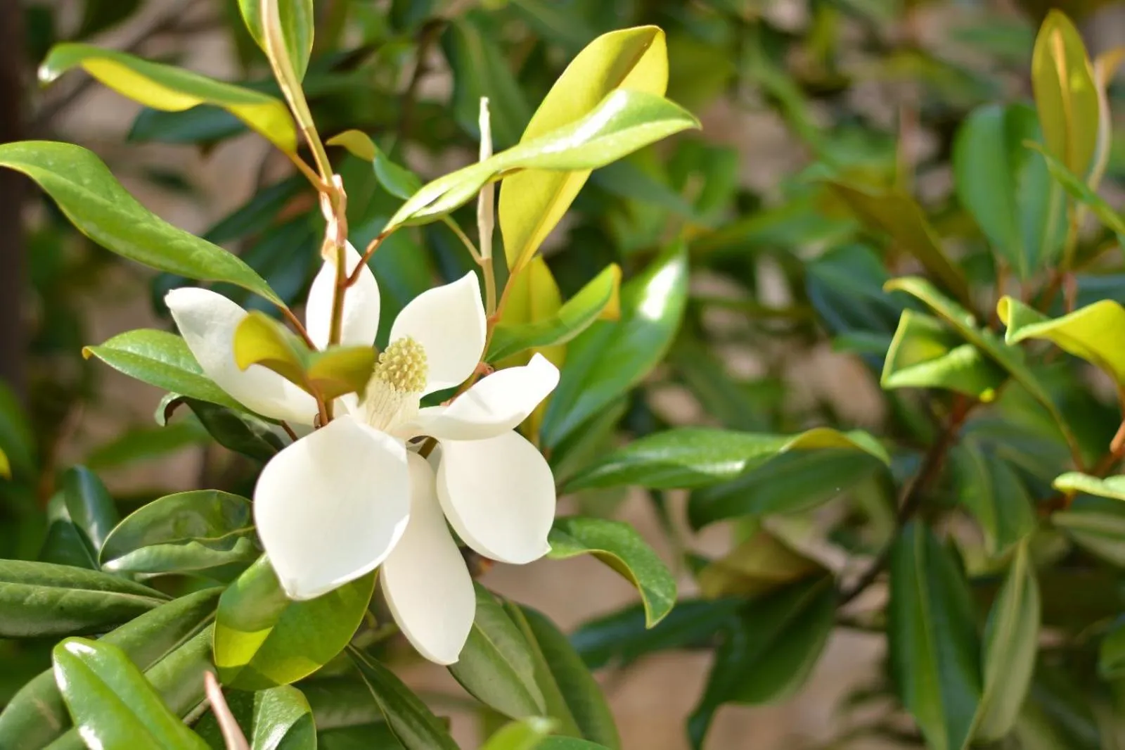 Property building in Boutique Hotel Argo