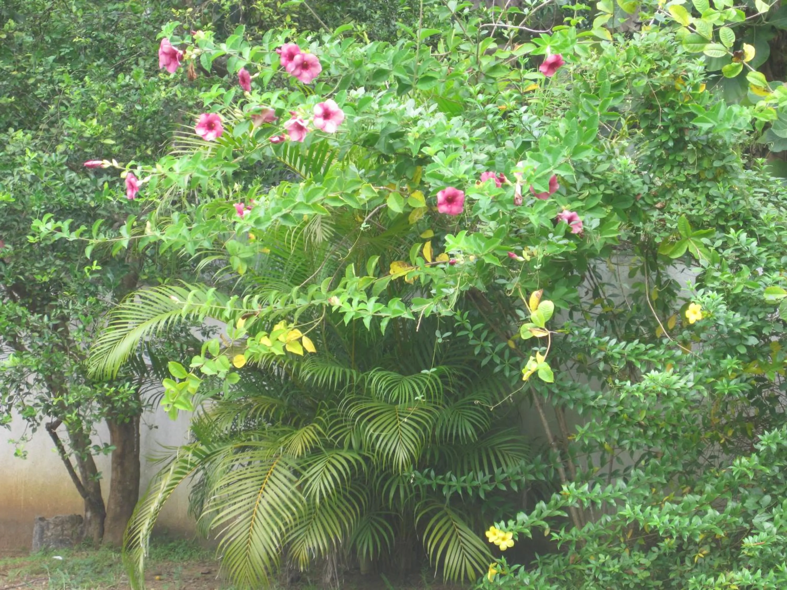 Garden view in Ranith Villa