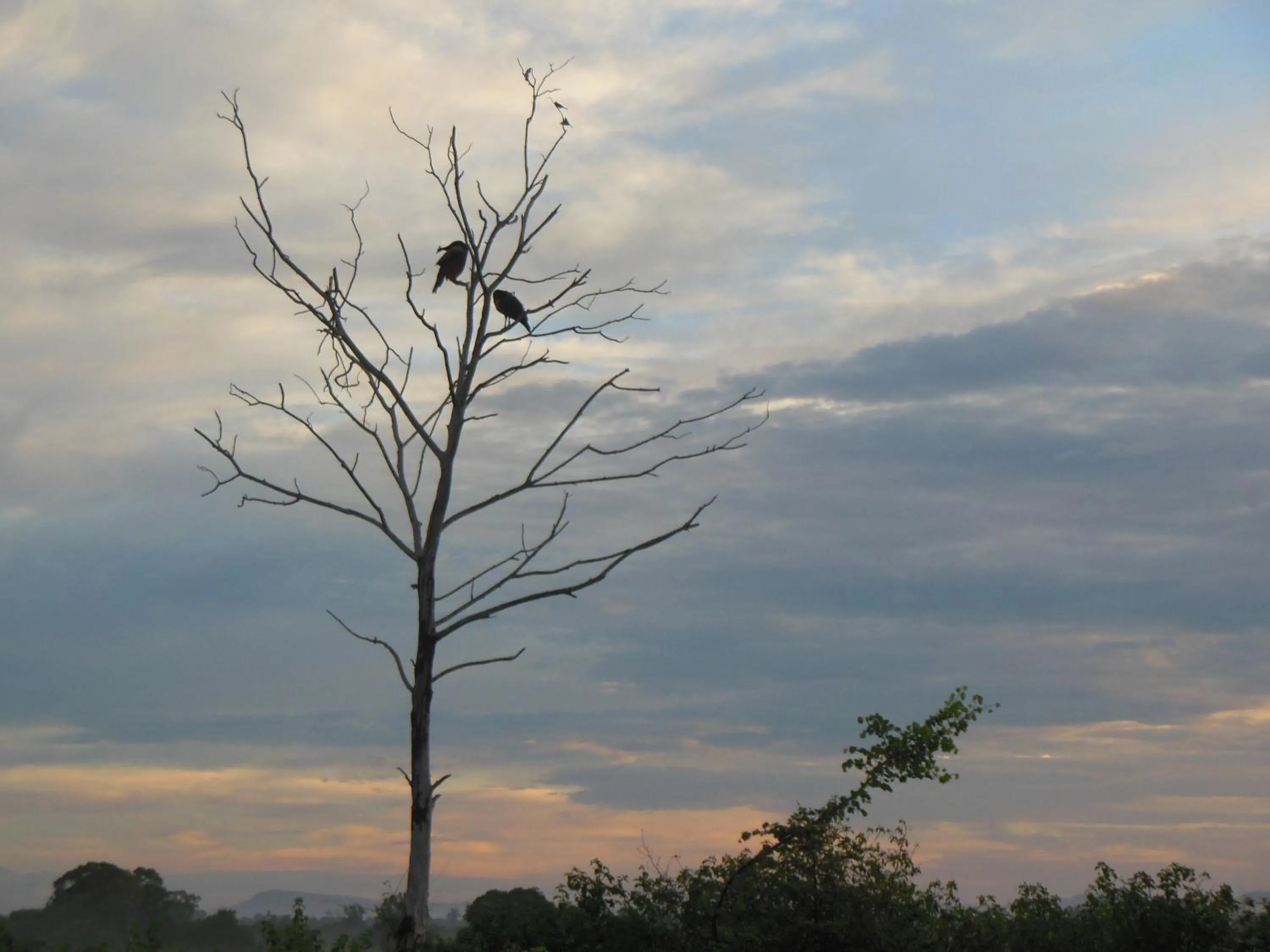 Animals in Ranith Villa