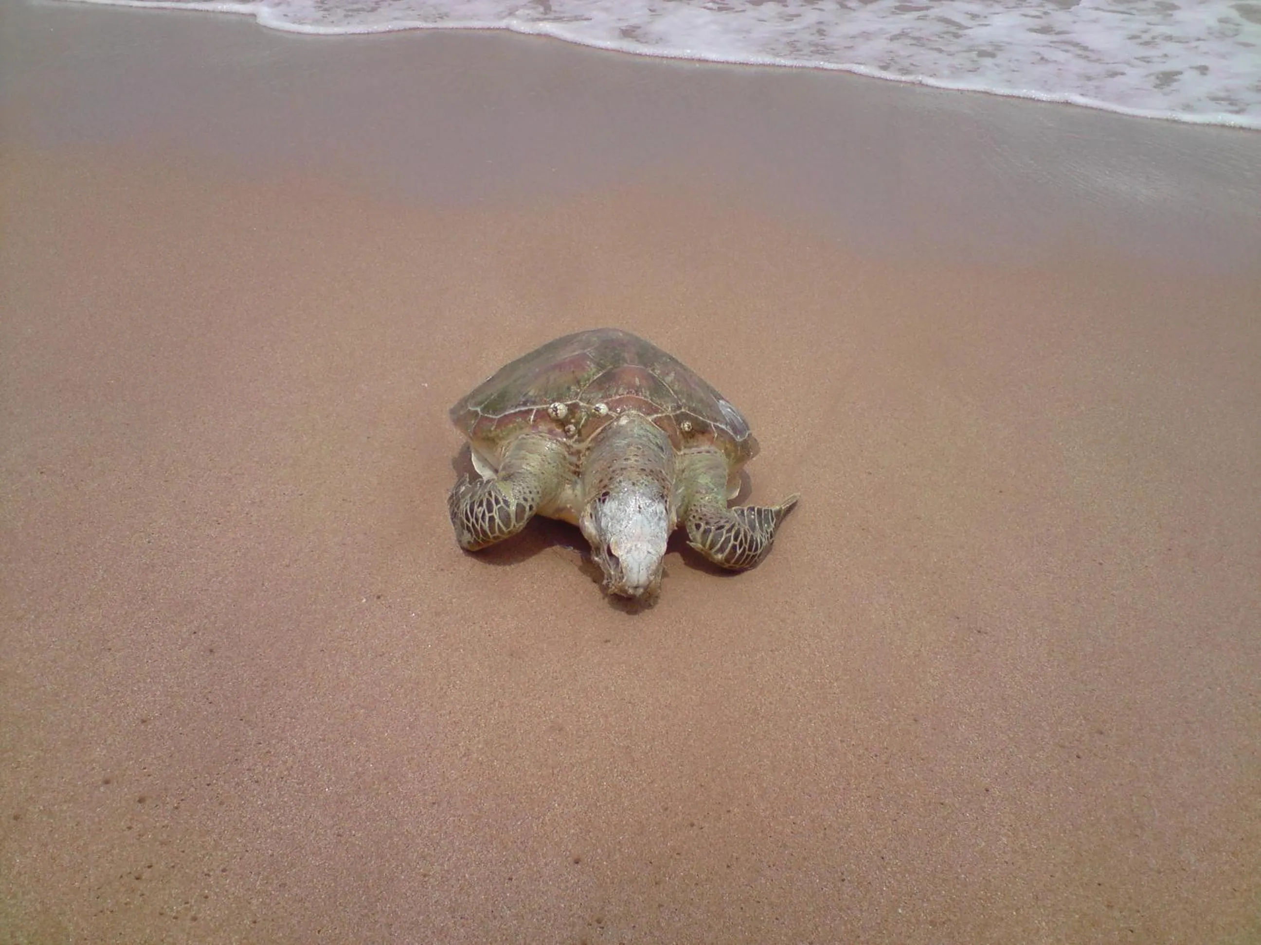 Animals in Ranith Villa