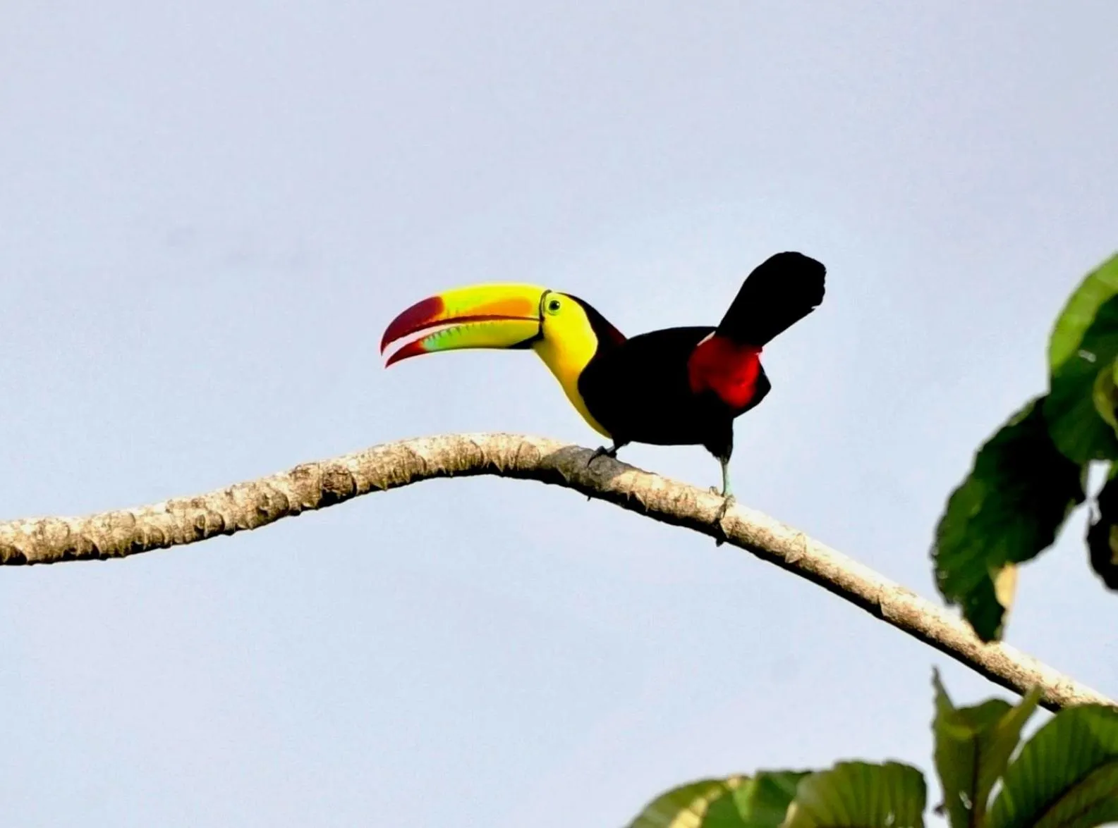 Other Animals in Ecobiosfera