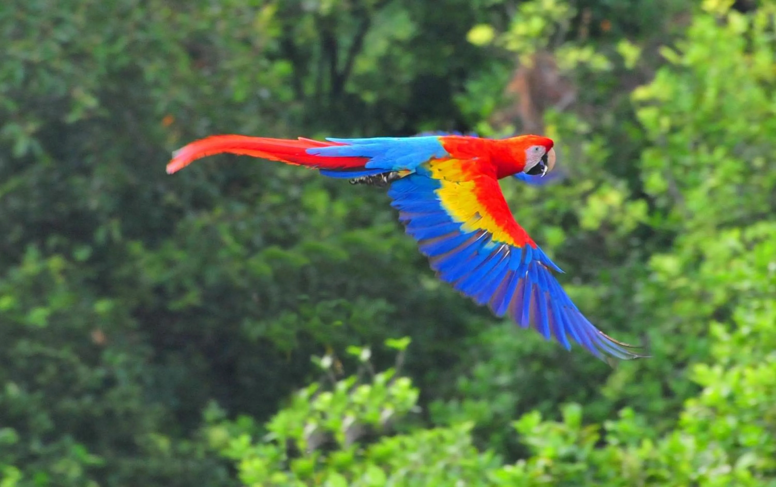 Other Animals in Ecobiosfera