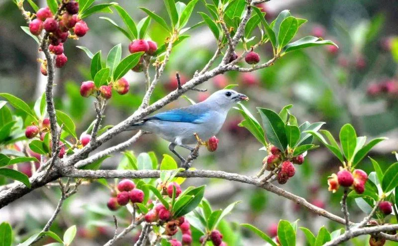 Other Animals in Ecobiosfera