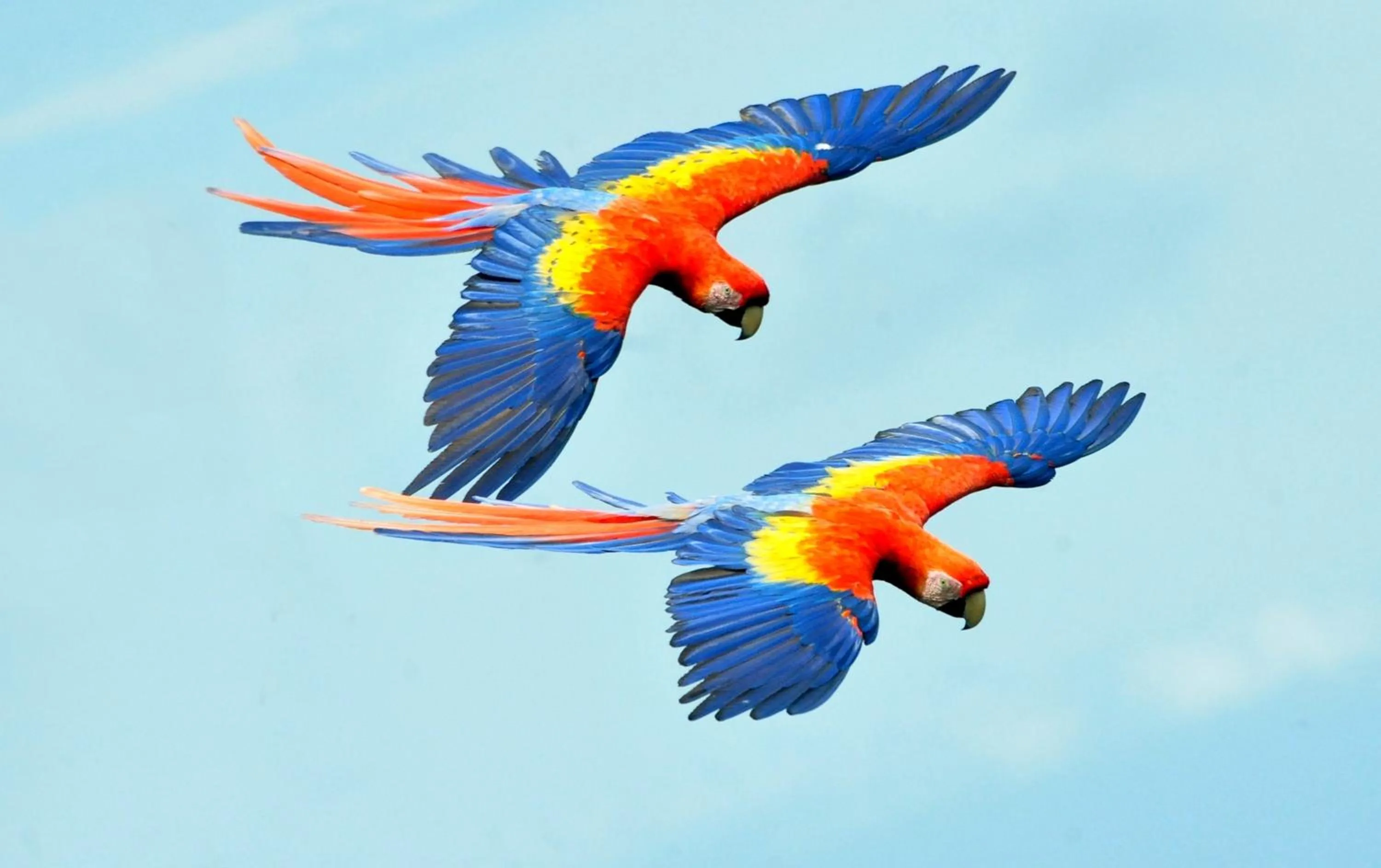 Other Animals in Ecobiosfera