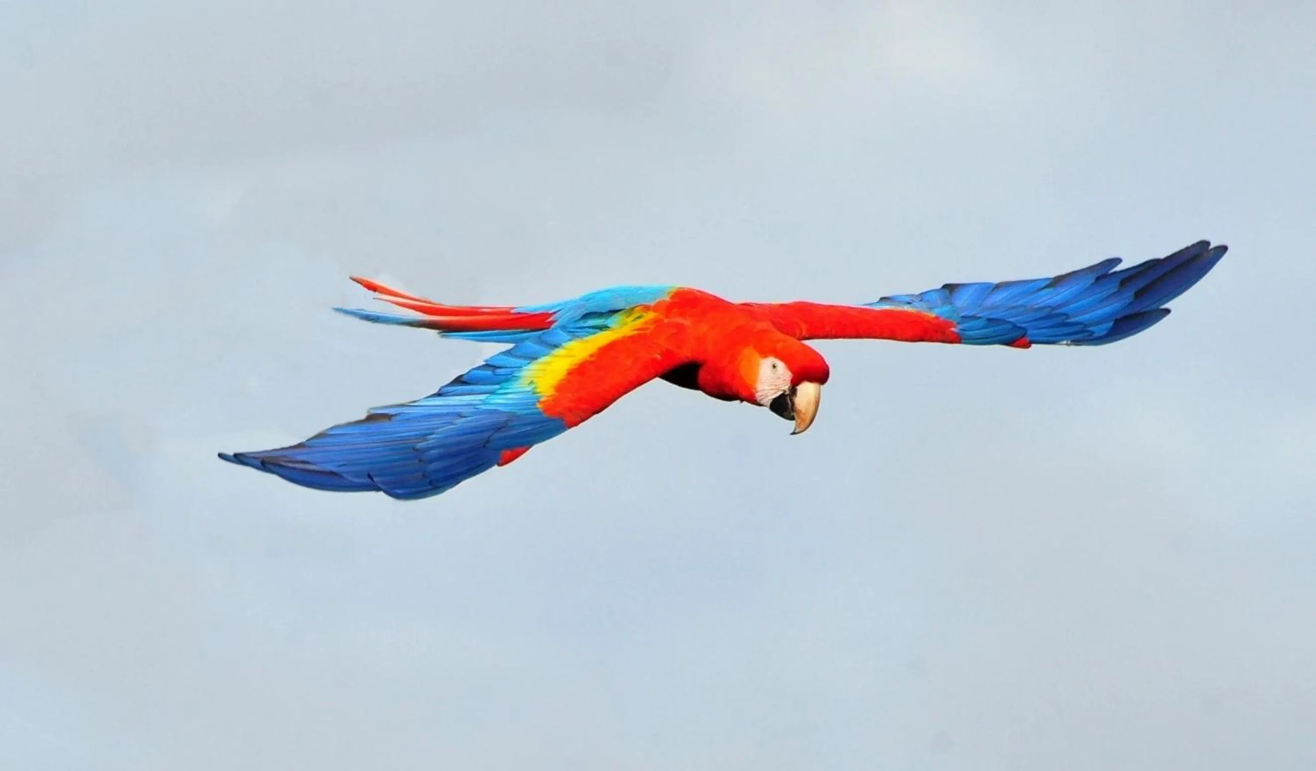 Other Animals in Ecobiosfera