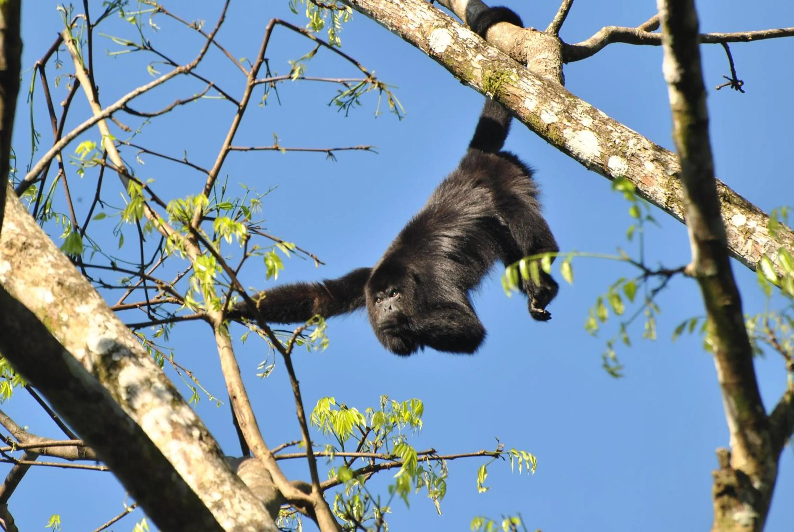 Other Animals in Ecobiosfera