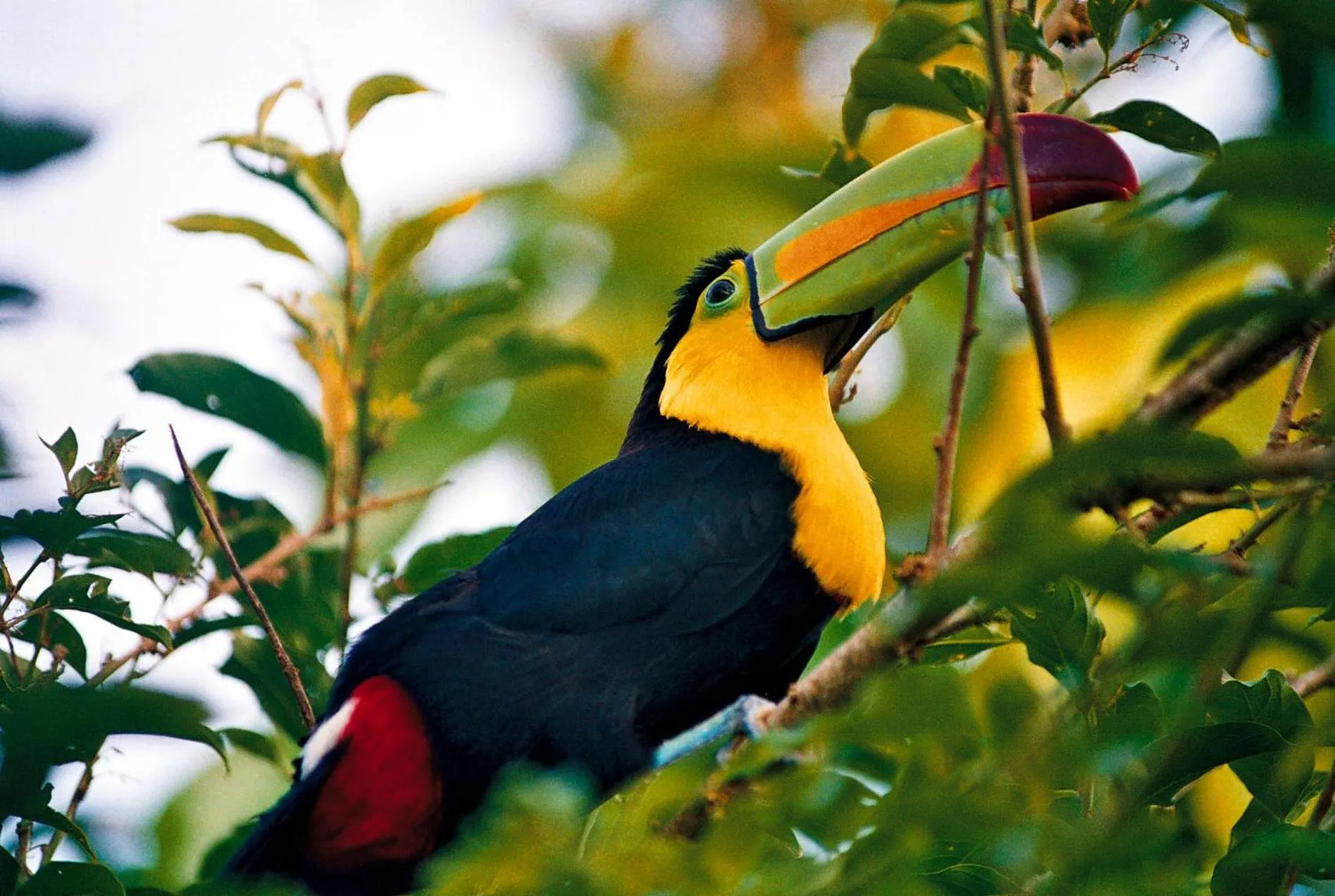 Other Animals in Ecobiosfera