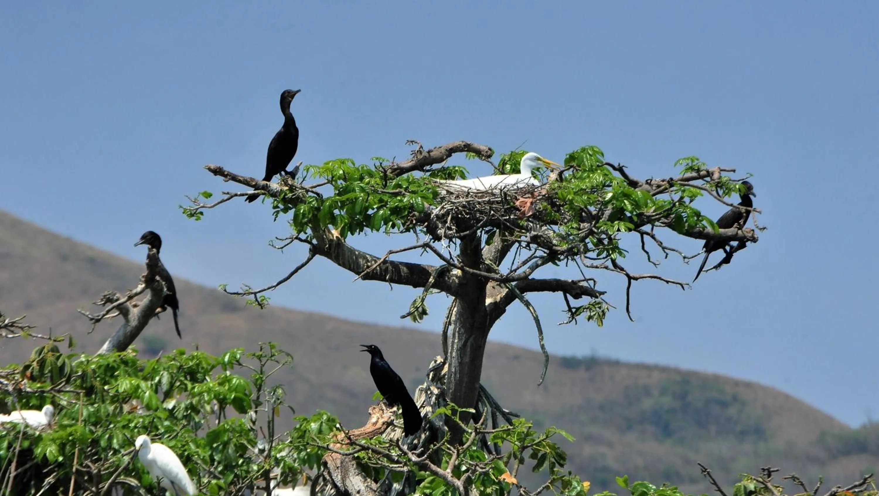 Other Animals in Ecobiosfera