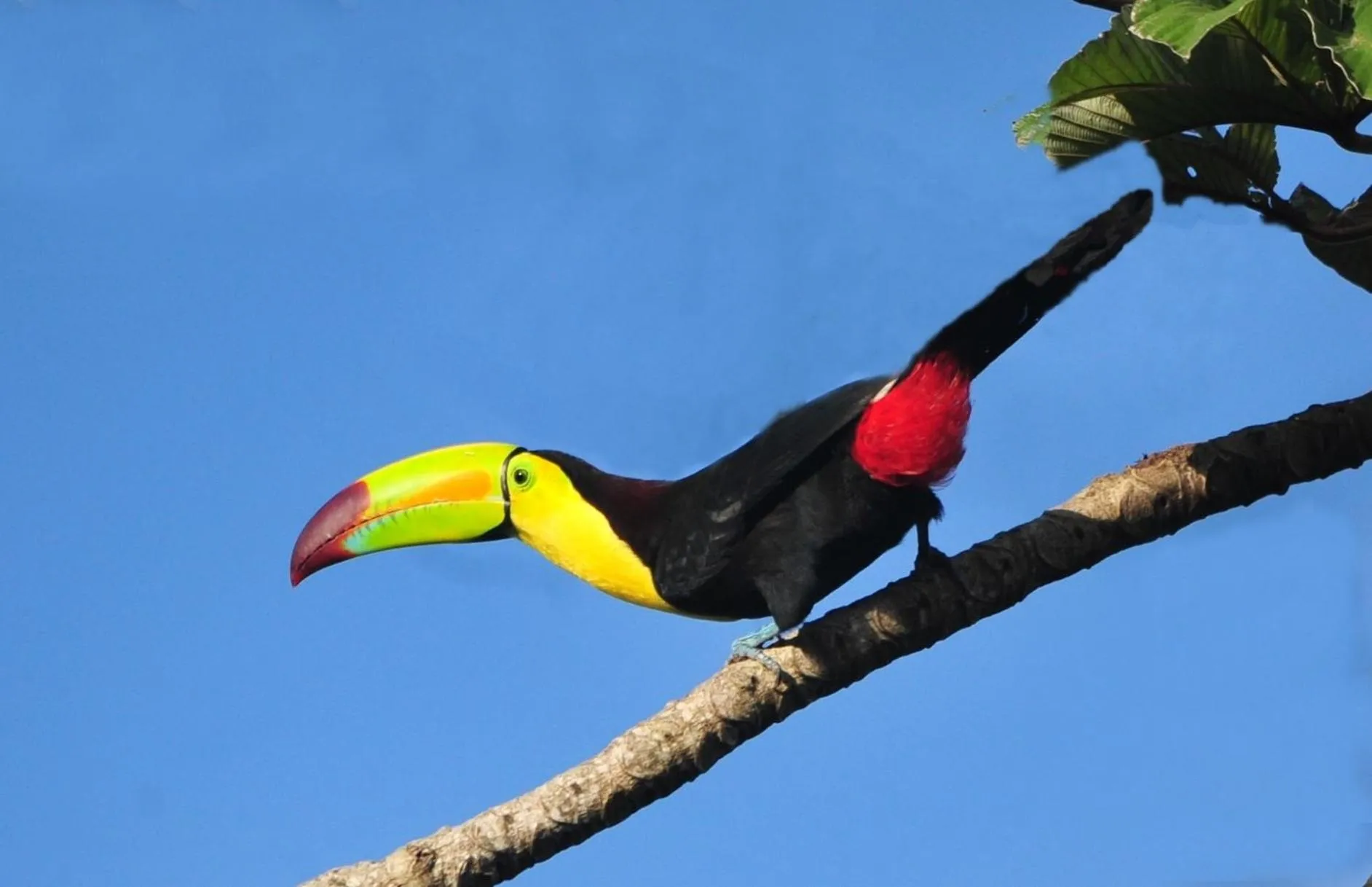 Other Animals in Ecobiosfera