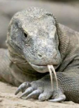 Animals in Sunset Hill Hotel