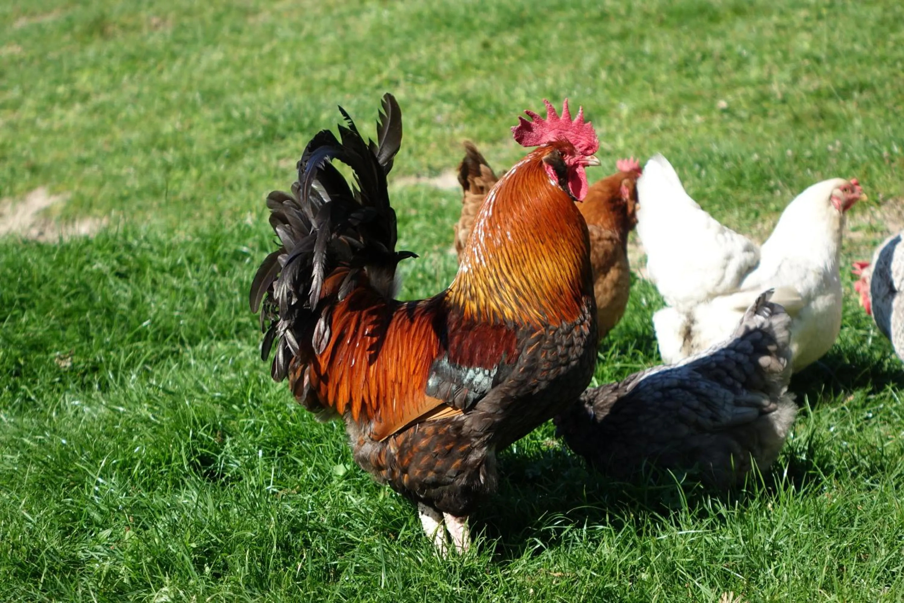 Animals in The Pear Orchard Lodge