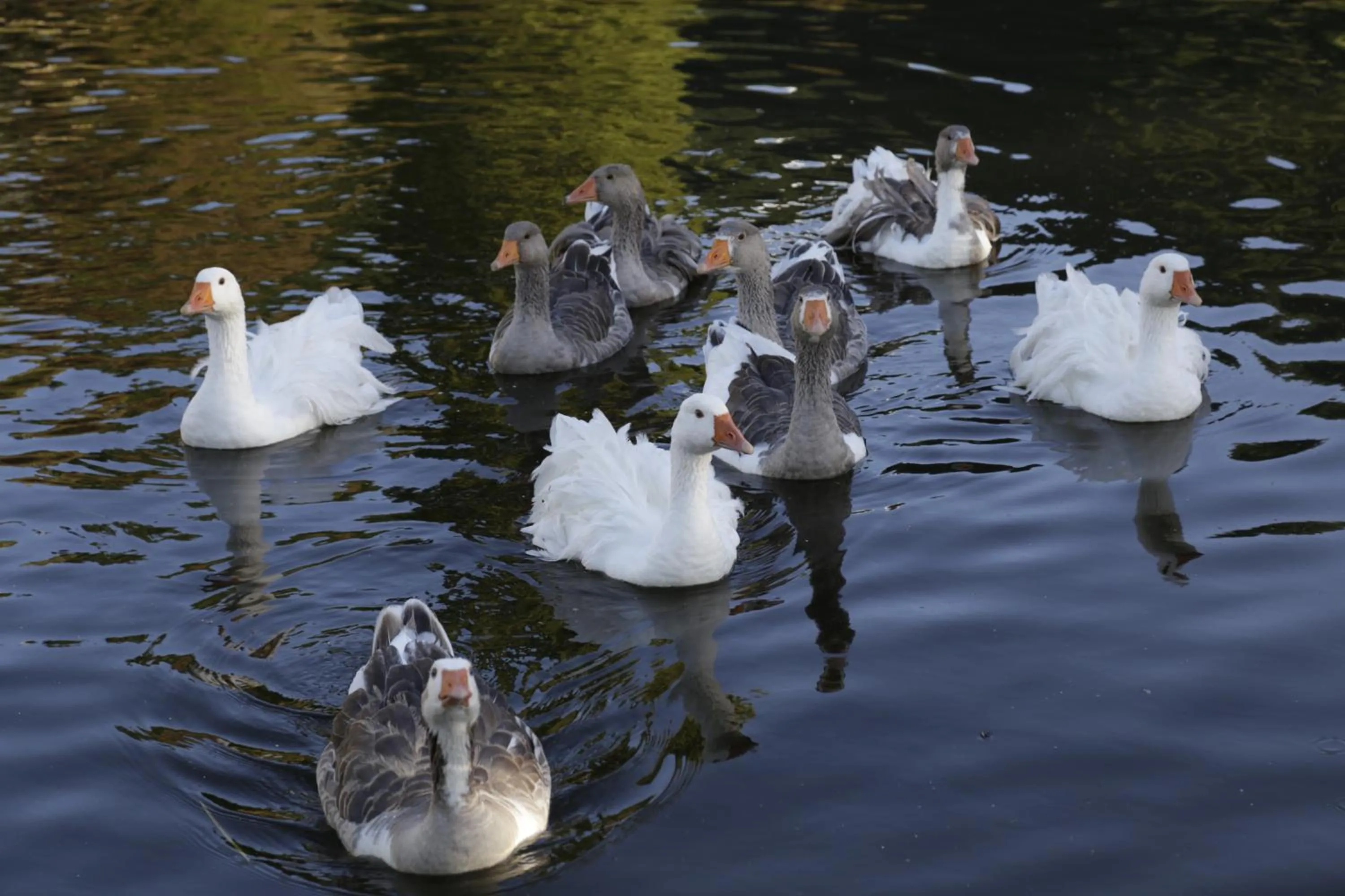 Animals in The Pear Orchard Lodge