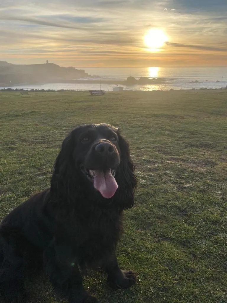 Pets in Pentire Coastal Holiday Park