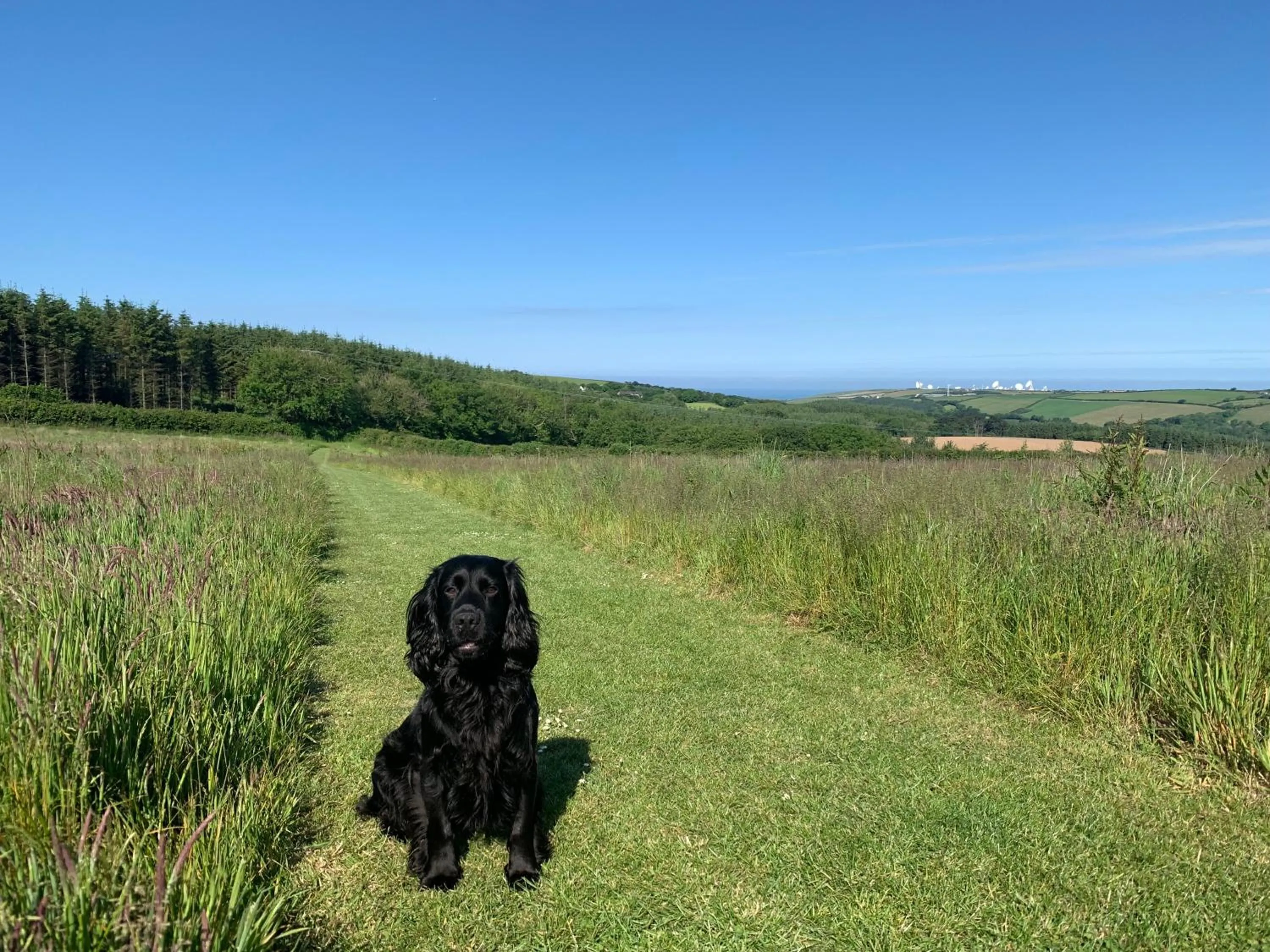 Pets in Pentire Coastal Holiday Park