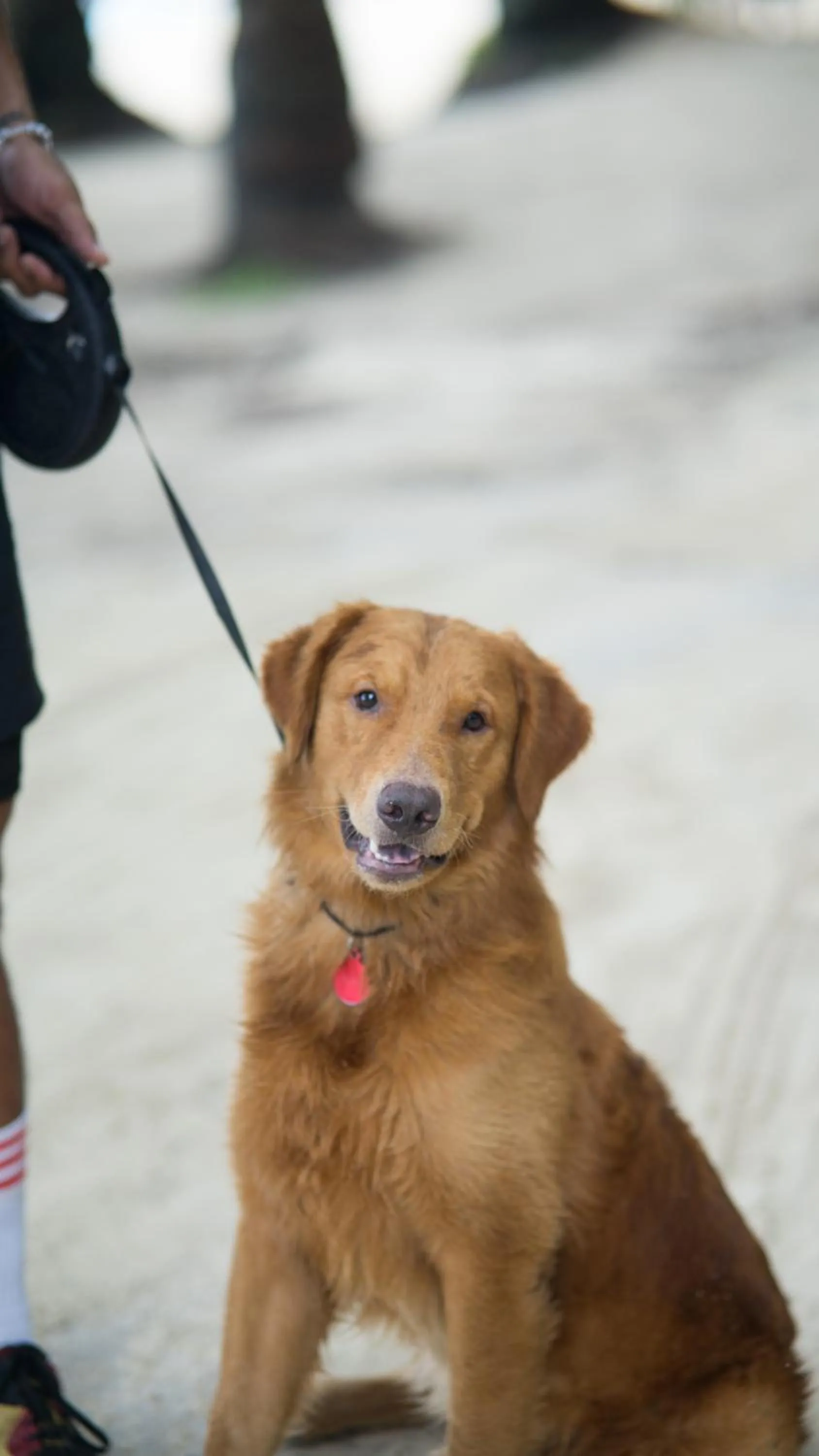 Pets in Everrich Boutique Resort Boracay