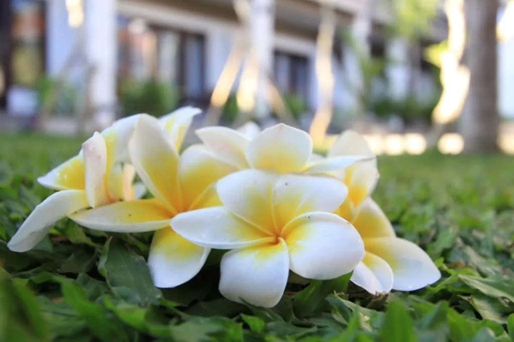 De Dukuh Guest House