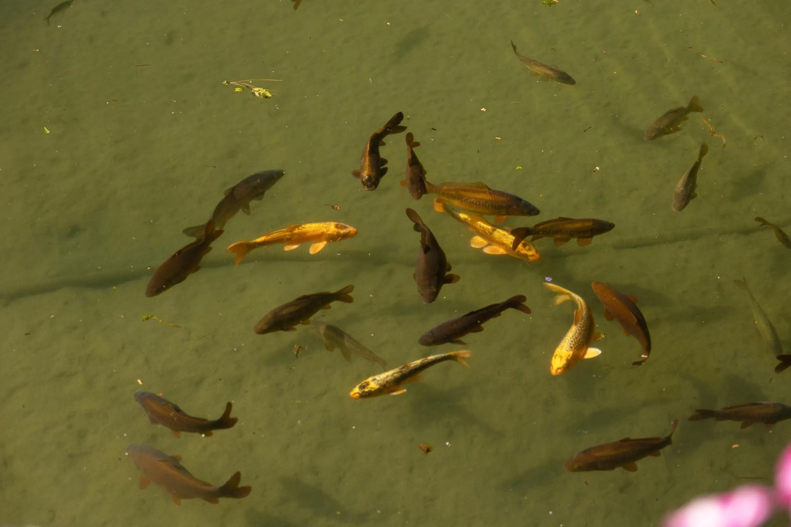 Garden in Chambre d'Hôte Les Ondines