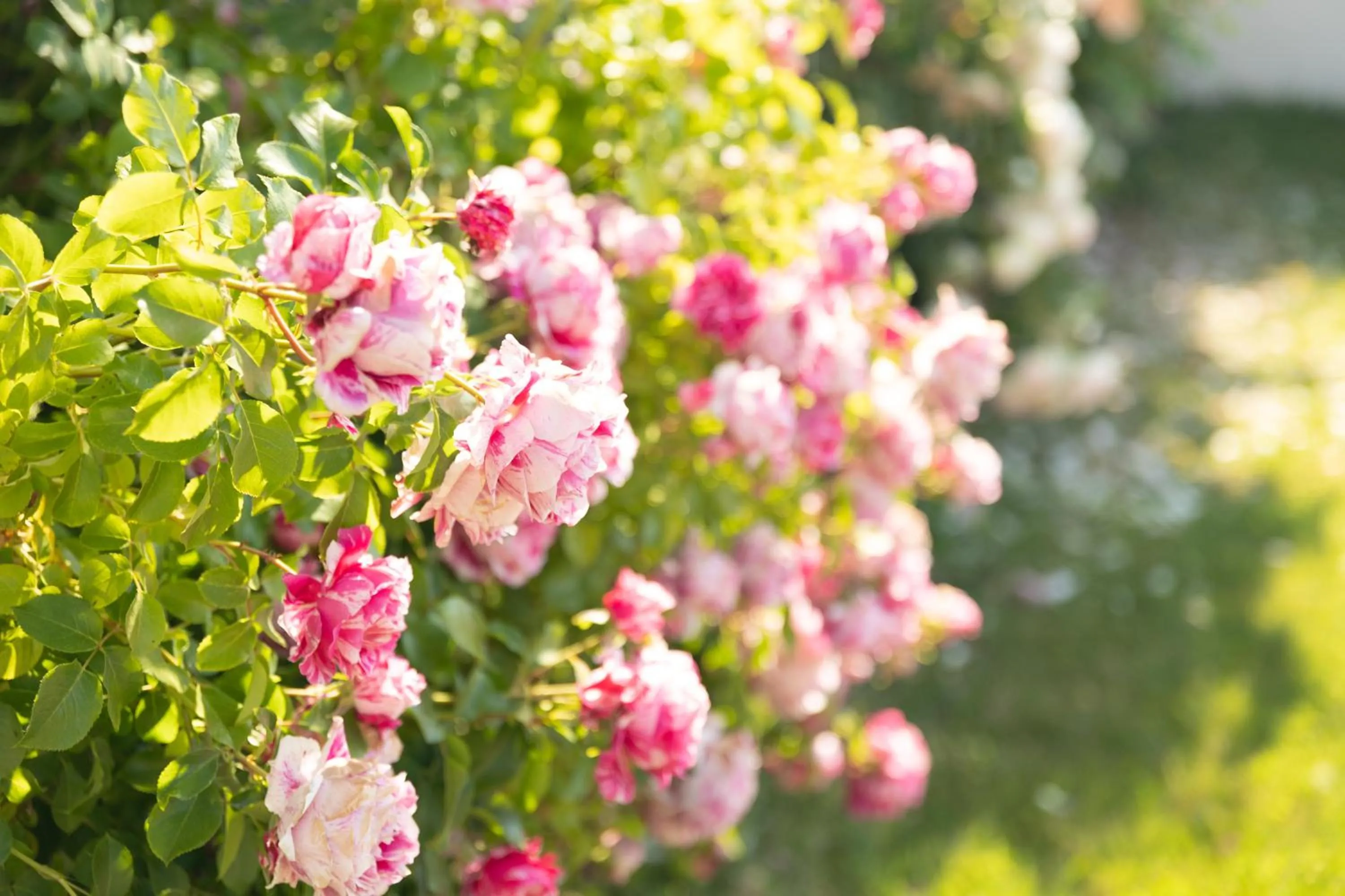 Garden in Chambre d'Hôte Les Ondines