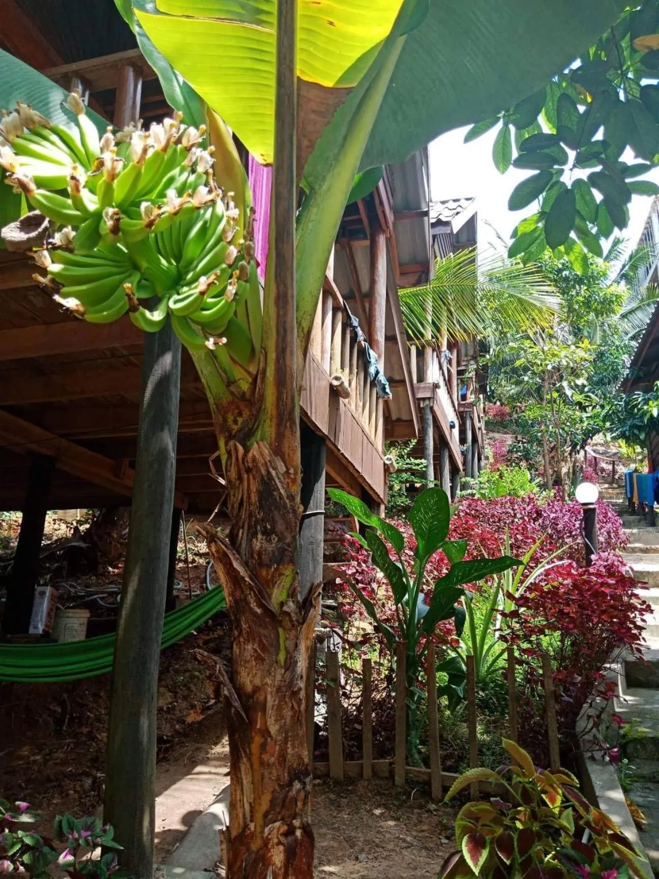 Garden in Happy Elephant Bungalows
