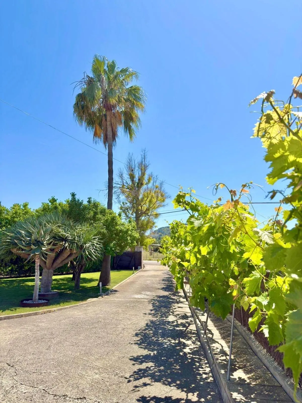 Garden in Sa Figuera Roja