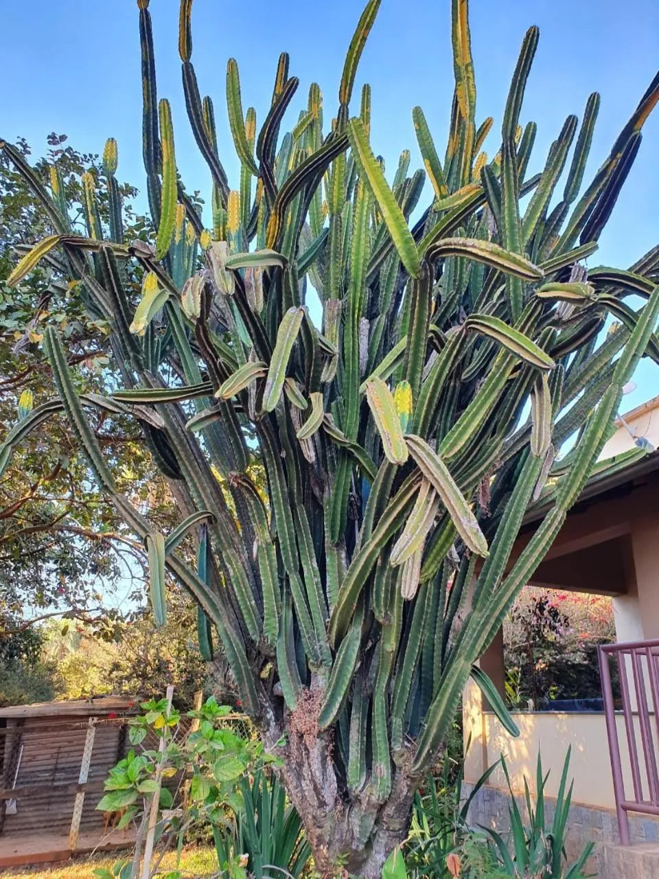 Garden in Estância das Angolas - Inhotim
