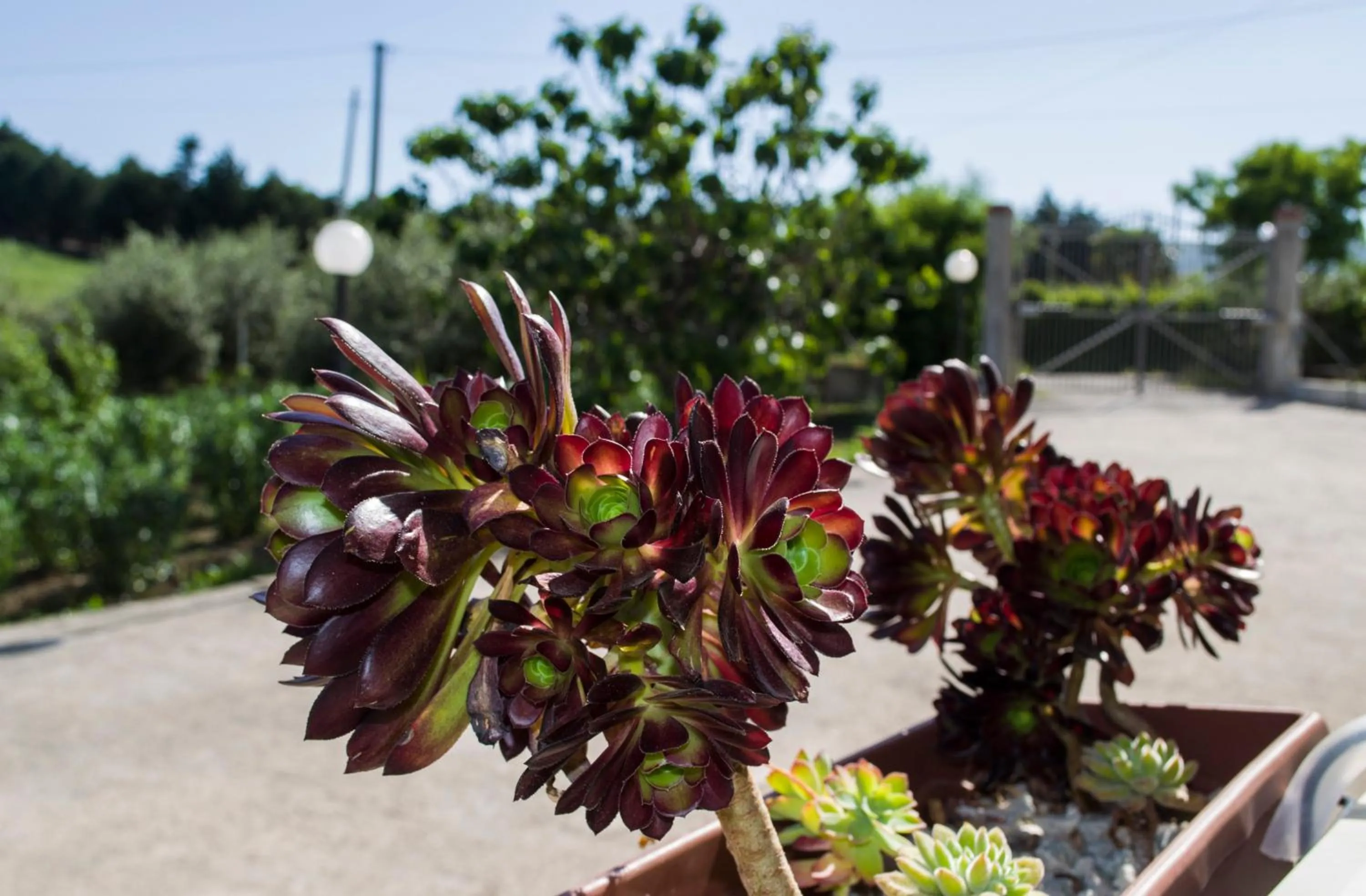 On site in Bed and Breakfast Arcobaleno