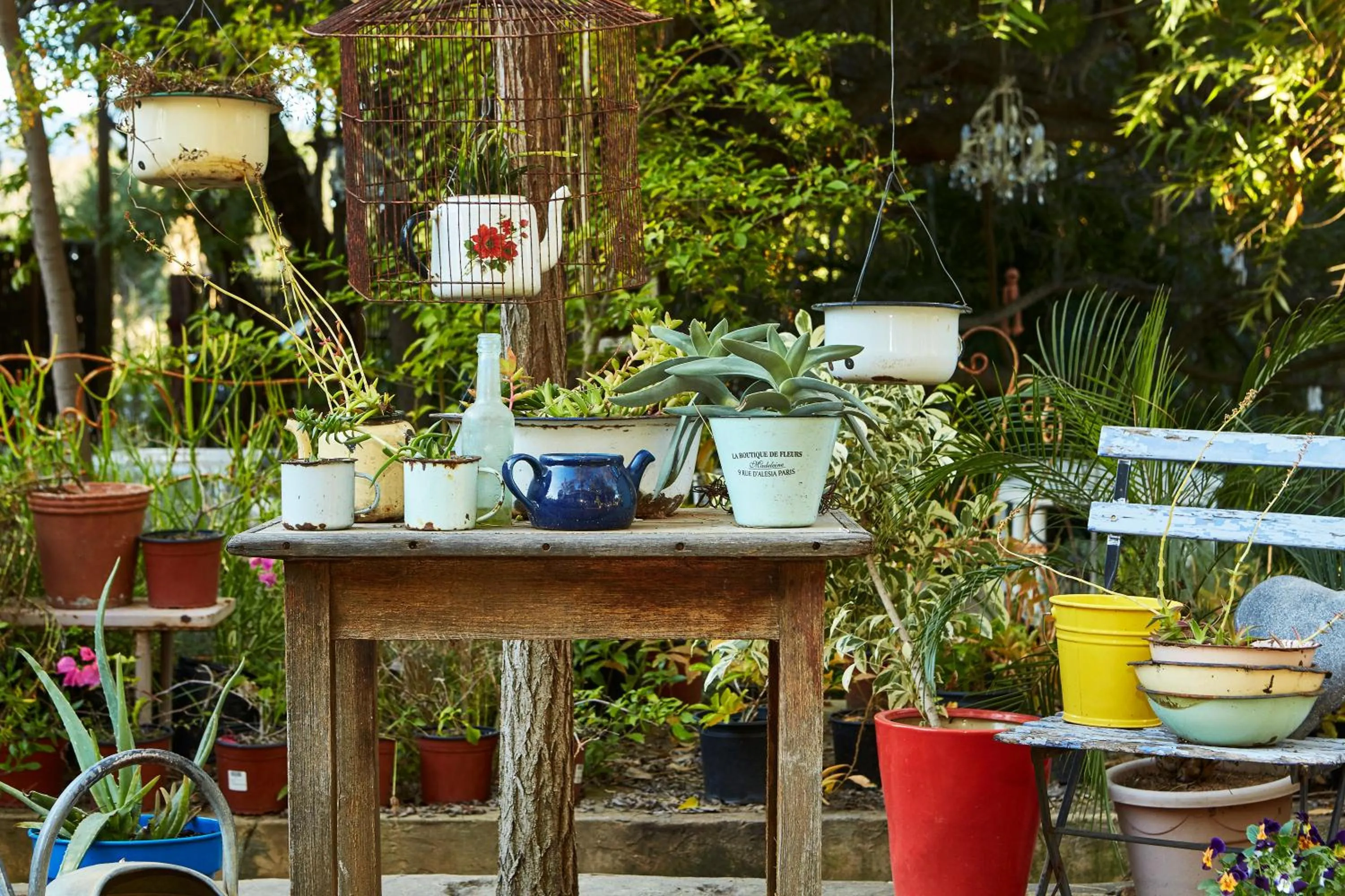 Garden in Yellow Aloe