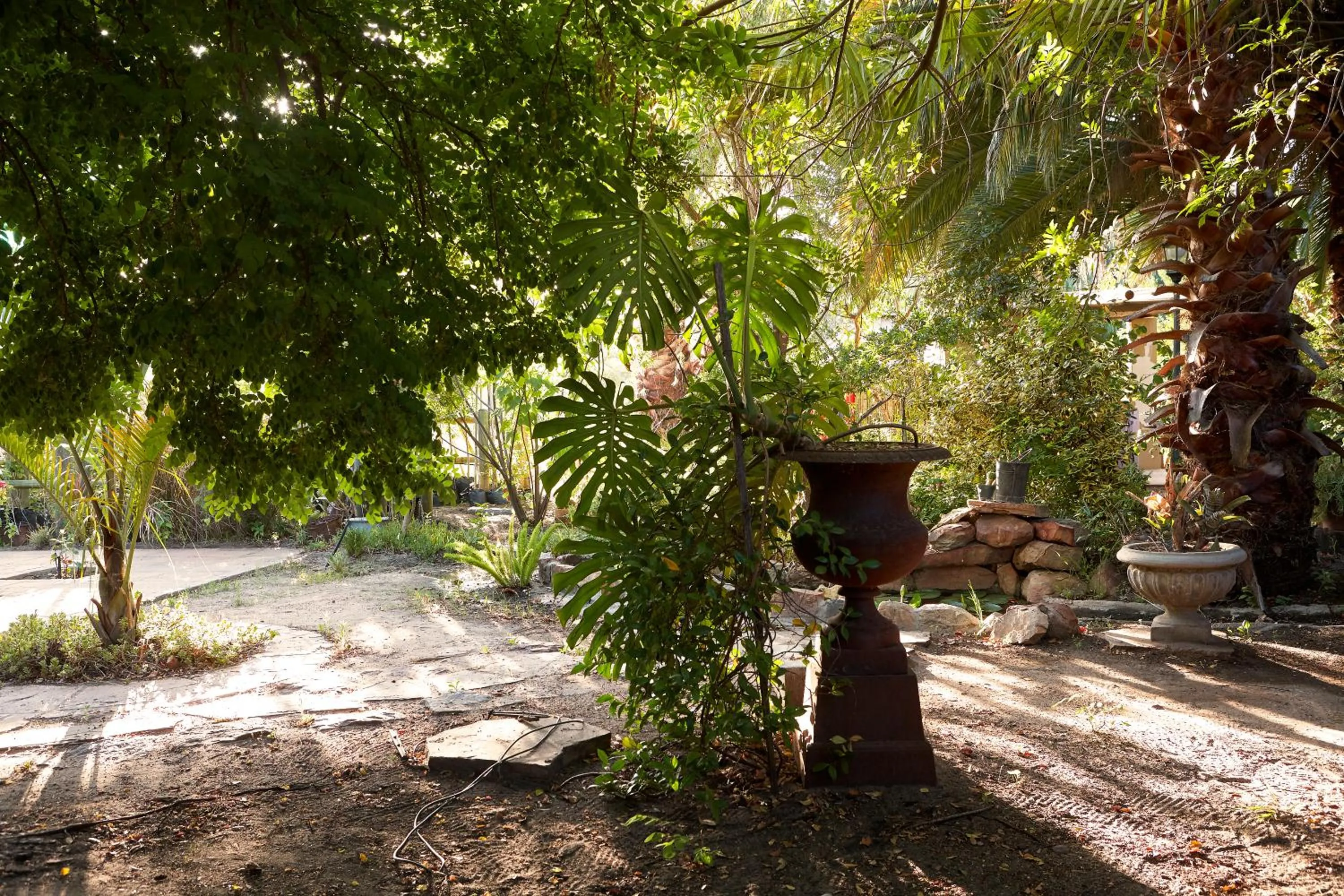 Garden in Yellow Aloe