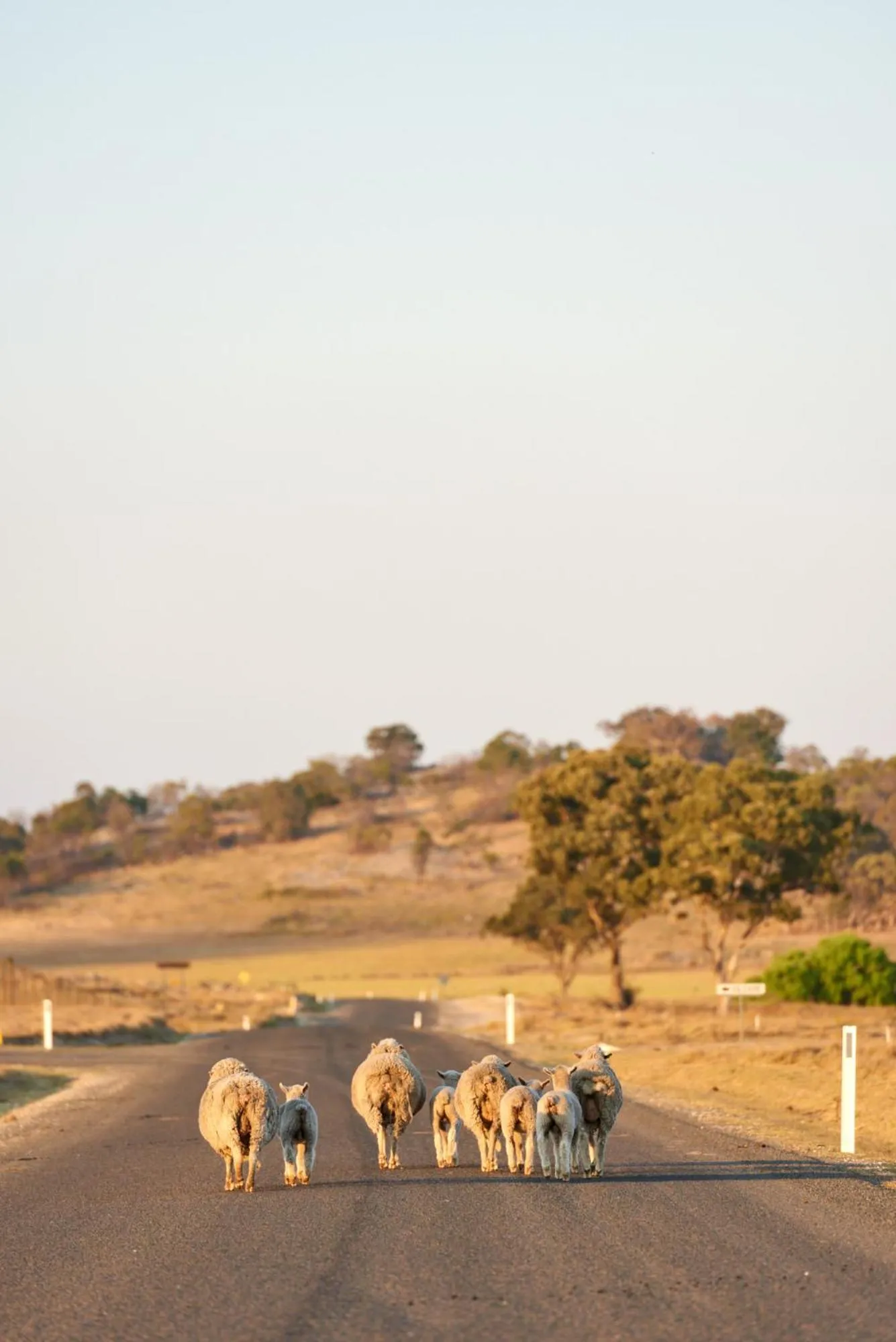 Tenterfield Lodge Caravan Park